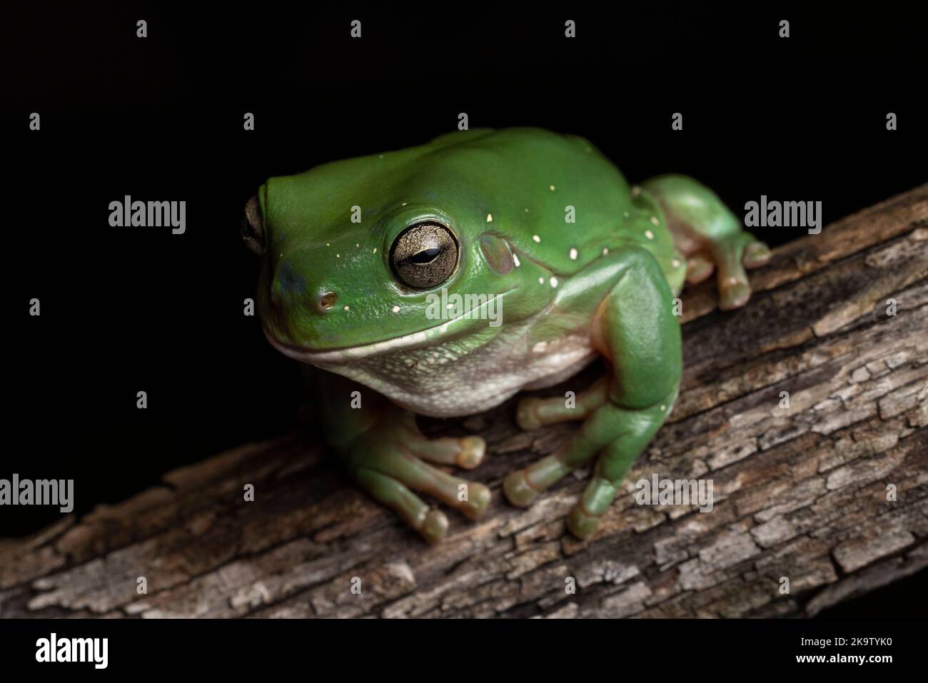 Australian Green Tree Frog on log Stock Photo