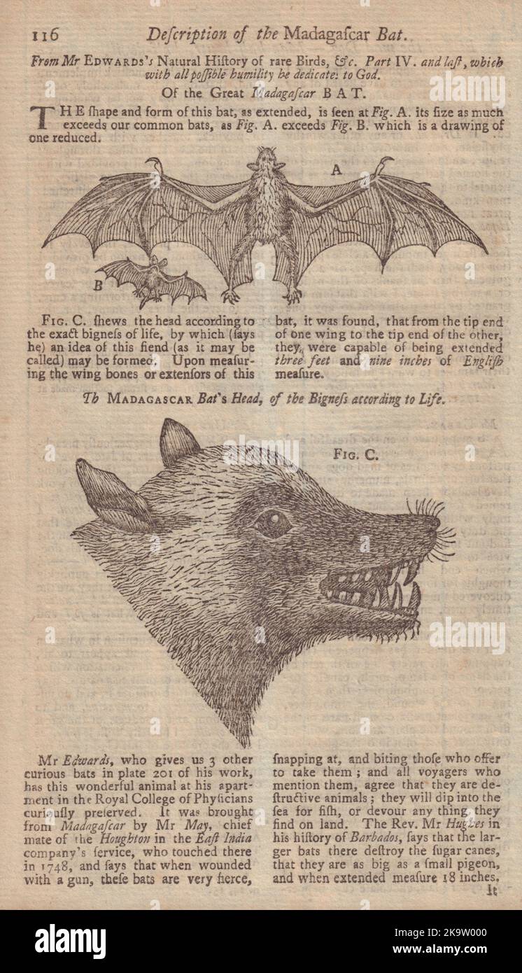 Description of the Madagascar Bat. GENTS MAG 1751 old antique print picture Stock Photo