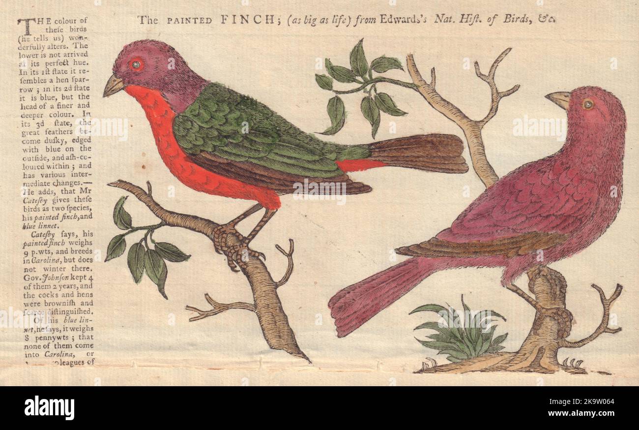 The Painted Finch and Blue Linnet from Edwards. GENTS MAG 1752 old print Stock Photo