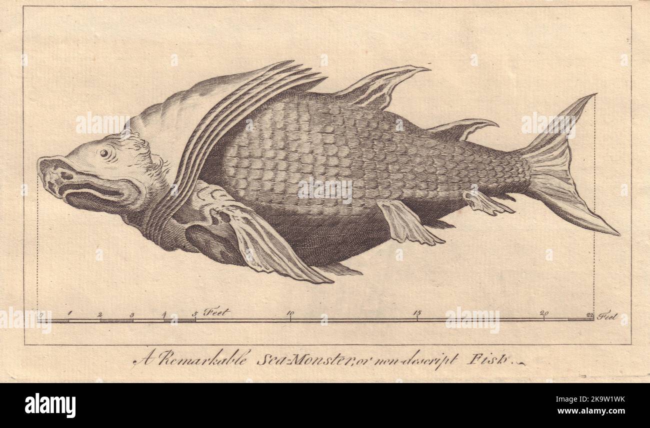 A Remarkable Sea-Monster or non-described Fish taken in the Mediterranean 1766 Stock Photo