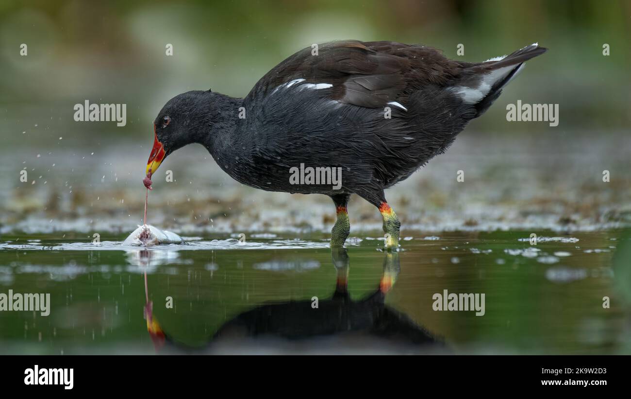 Moorhen, Gallinula chloropus, standing in the water of a pool feeding on a fish. The photo is taken at a low level with the water Stock Photo