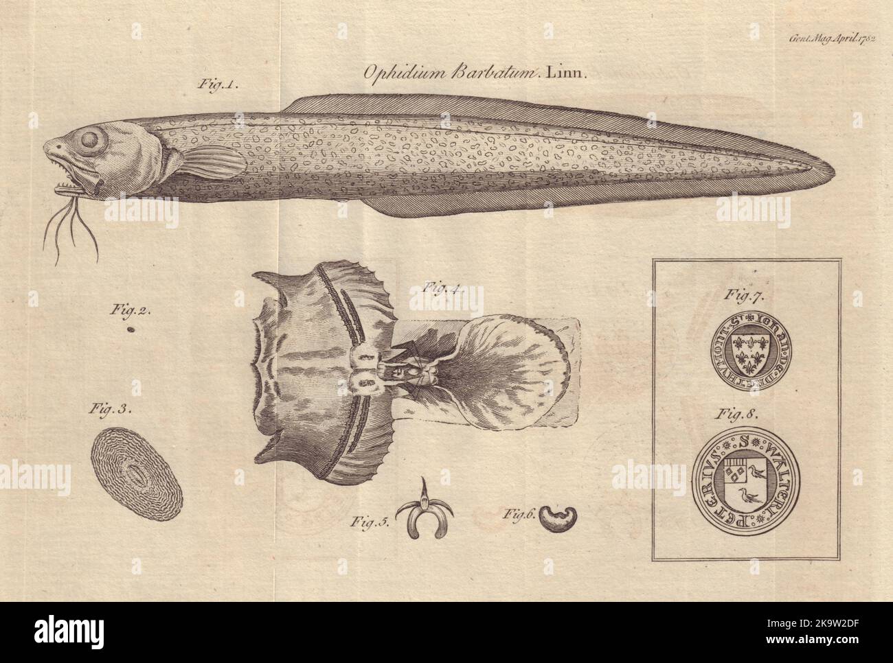 Snake blenny (Ophidion barbatum) Seal S. Johan Drethumont. Walteri Peterius 1782 Stock Photo
