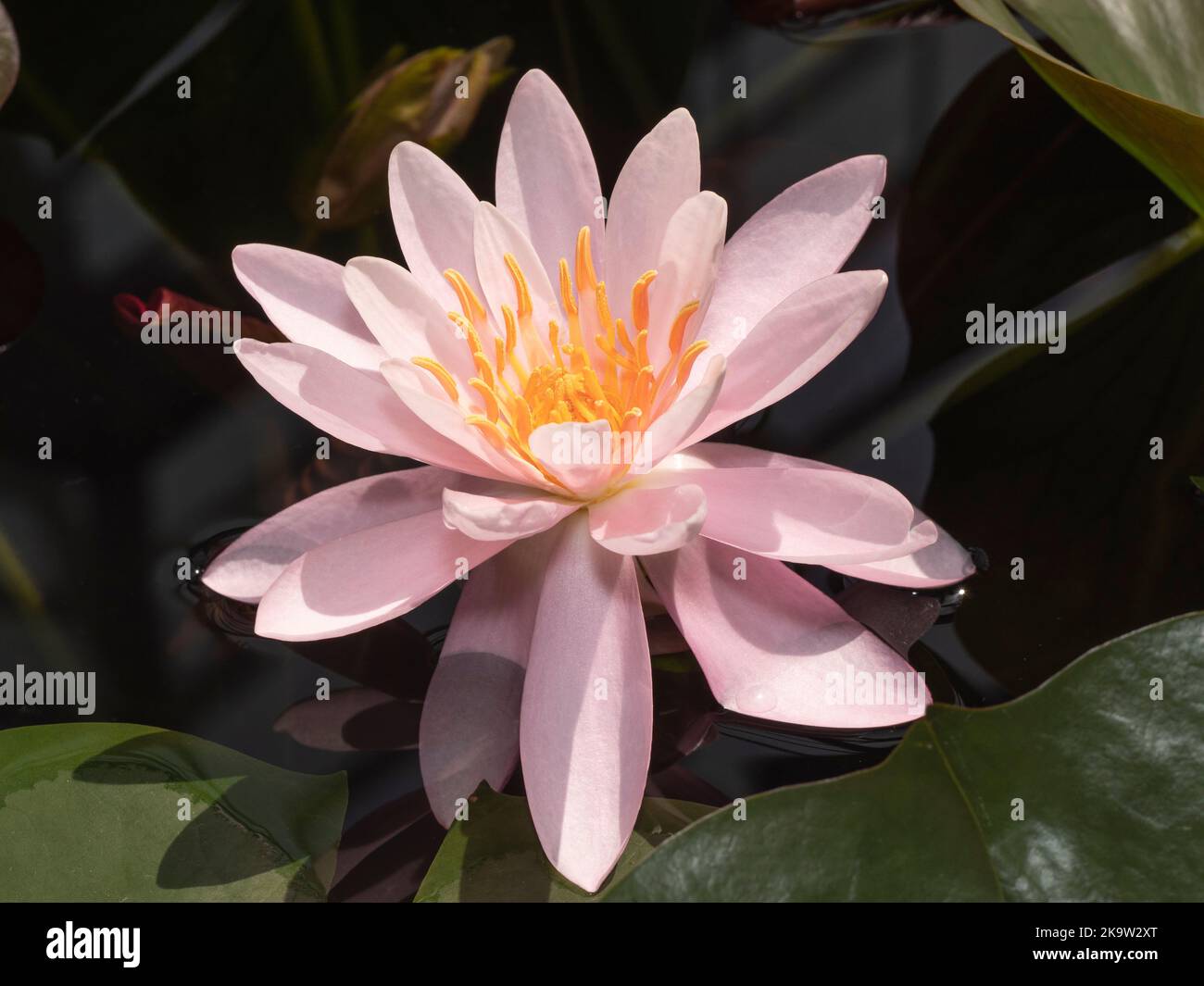 Pink water lily with yellow pistils in the middle, latin name Nymphaea Stock Photo