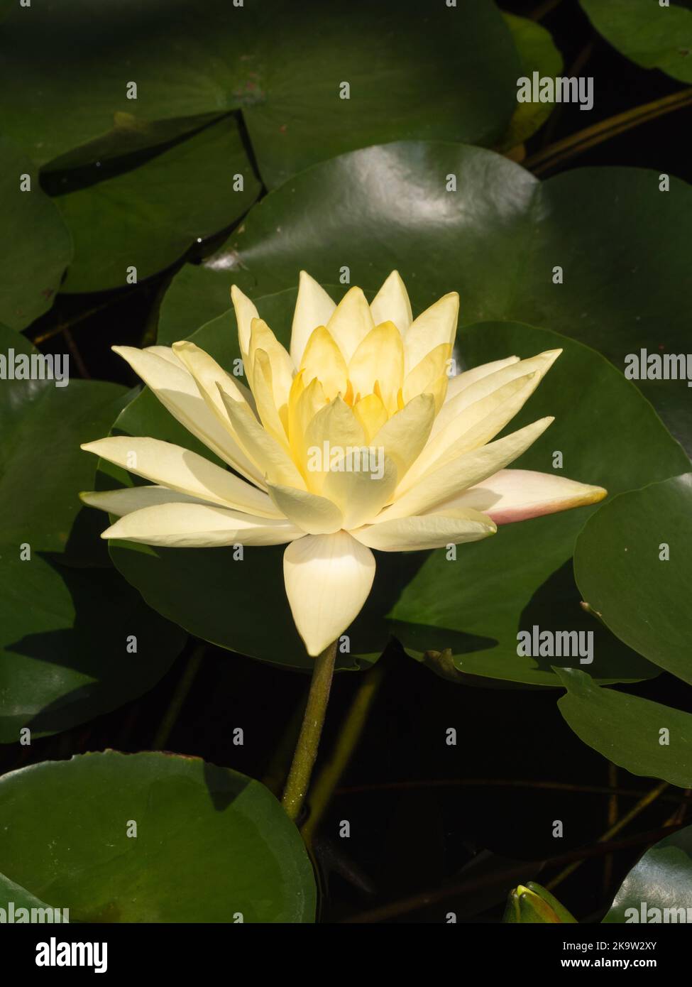 Side view of a yellow water lily, latin name Nymphaea Stock Photo