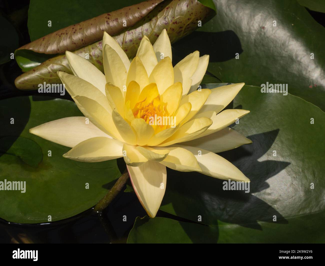 Yellow water lily with a beautiful shadow on the leaves, latin name Nymphaea Stock Photo