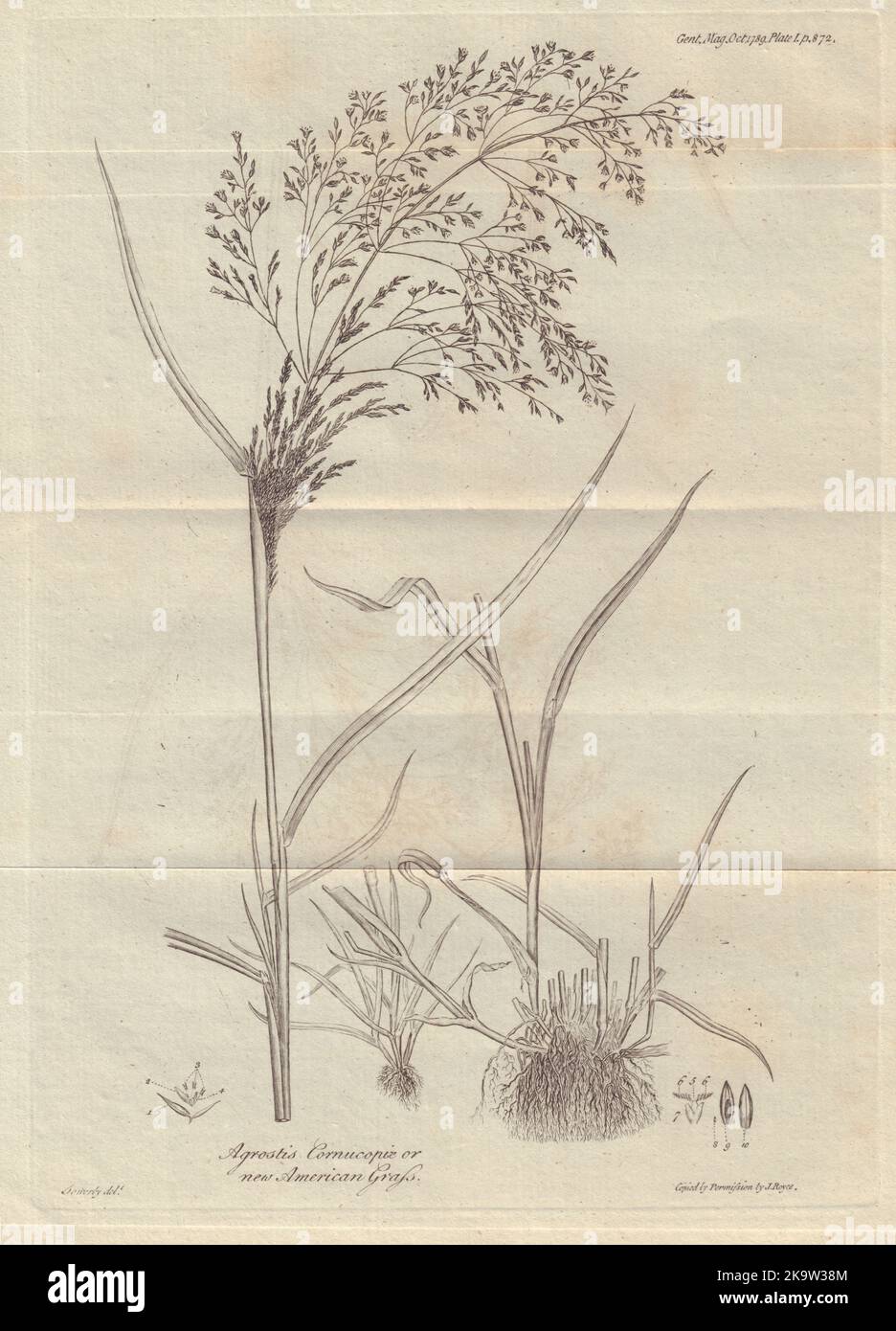 Agrostis Cornucopiae or new American Grass. Carolina Grass Plant 1789 print Stock Photo