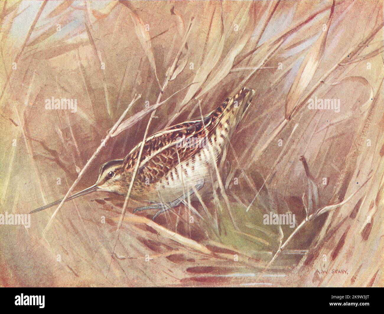 BIRDS. Woodcock and Snipe. Common-snipe crouching 1924 old vintage ...