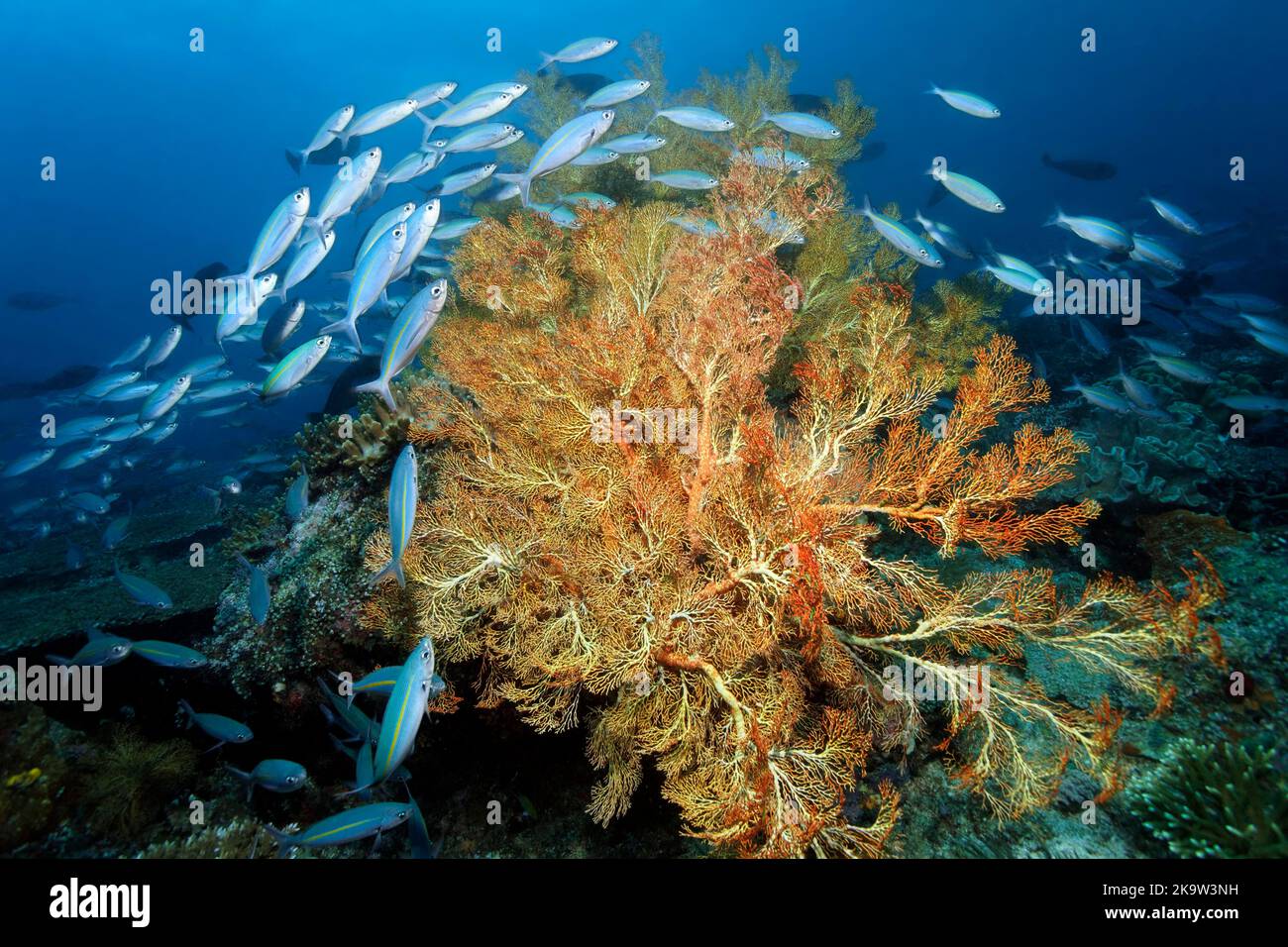 Shoal of goldband fusilier (Caesio caerulaurea) or golden-striped fusiliers swimming over coral reef with large giant sea fan (Annella mollis) Stock Photo