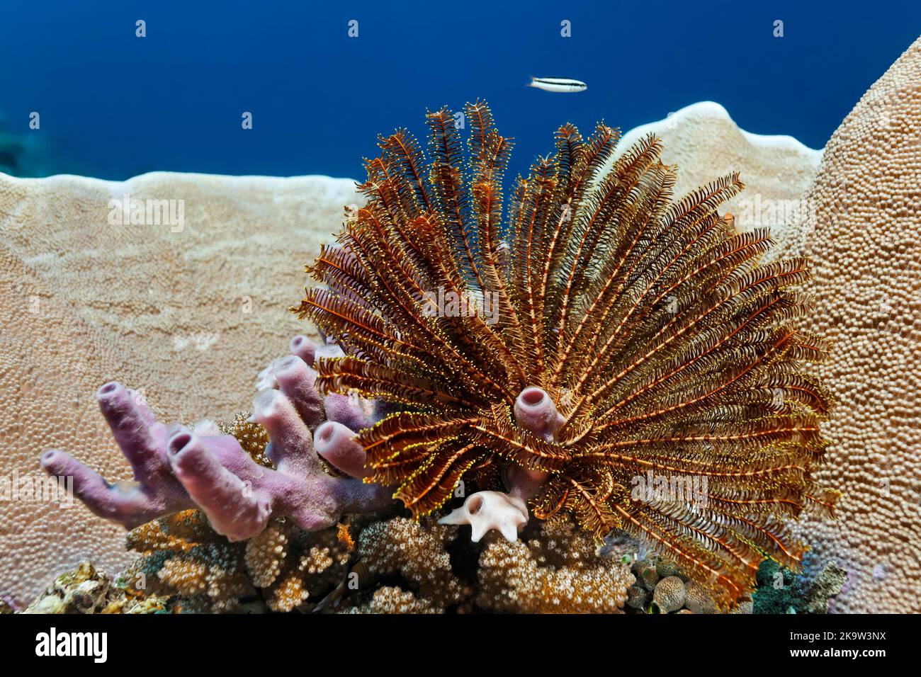 Feather star (Comanthus alternans) sitting on stone coral, and tube sponge (Spongia) Pacific, Great Barrier Reef (Turbinaria mesenterina), Unesco Stock Photo