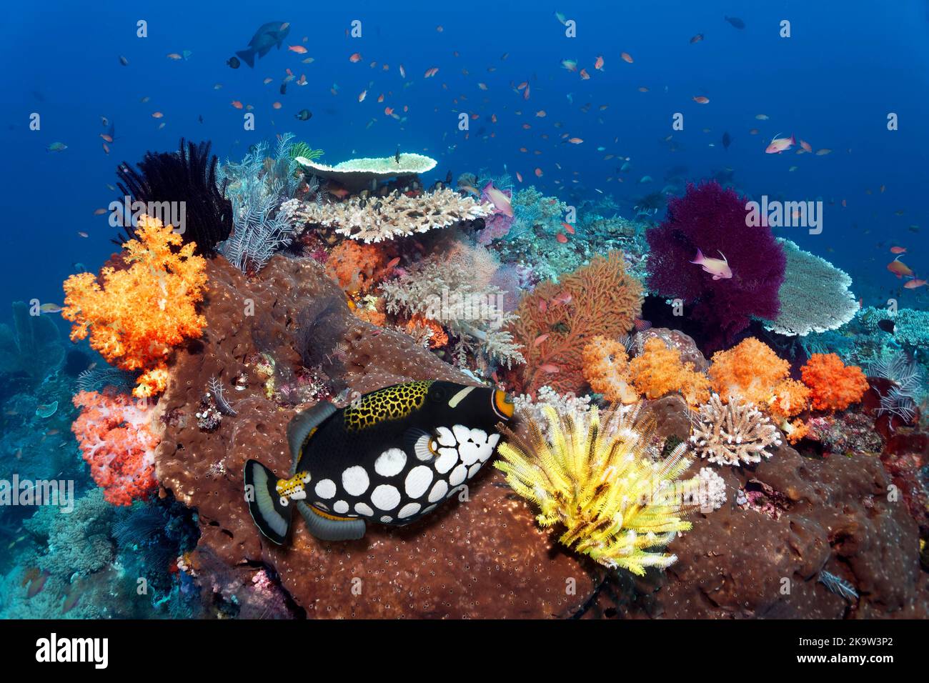 Intact reef top with various multicoloured soft corals (Alcyonacea), stony corals (Scleractinia), brown sponge (Porifera), feather star (Comatulida) Stock Photo