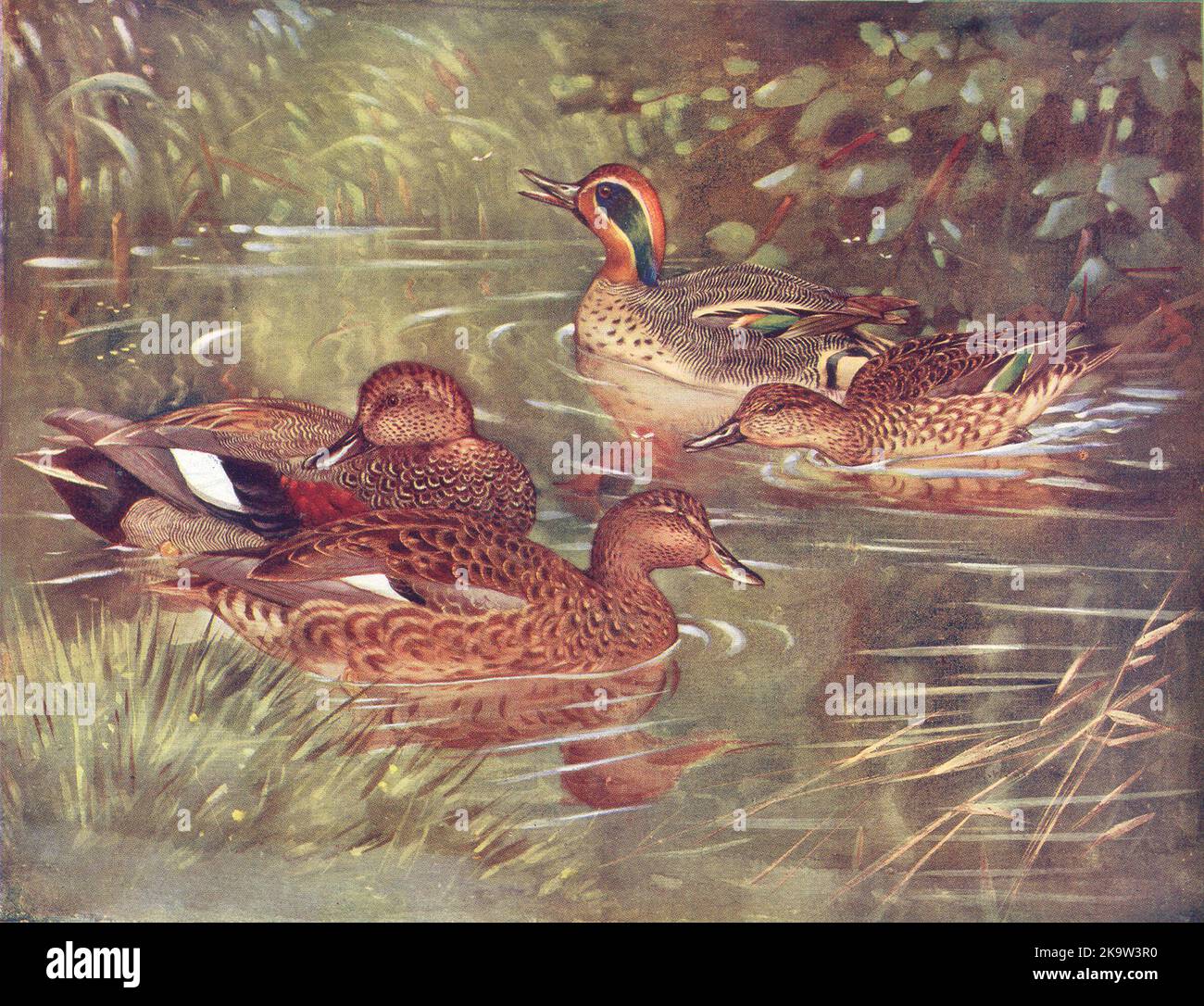 BIRDS. Wildfowl. Teal (right) and Gadwalls (left)  1924 old vintage print Stock Photo