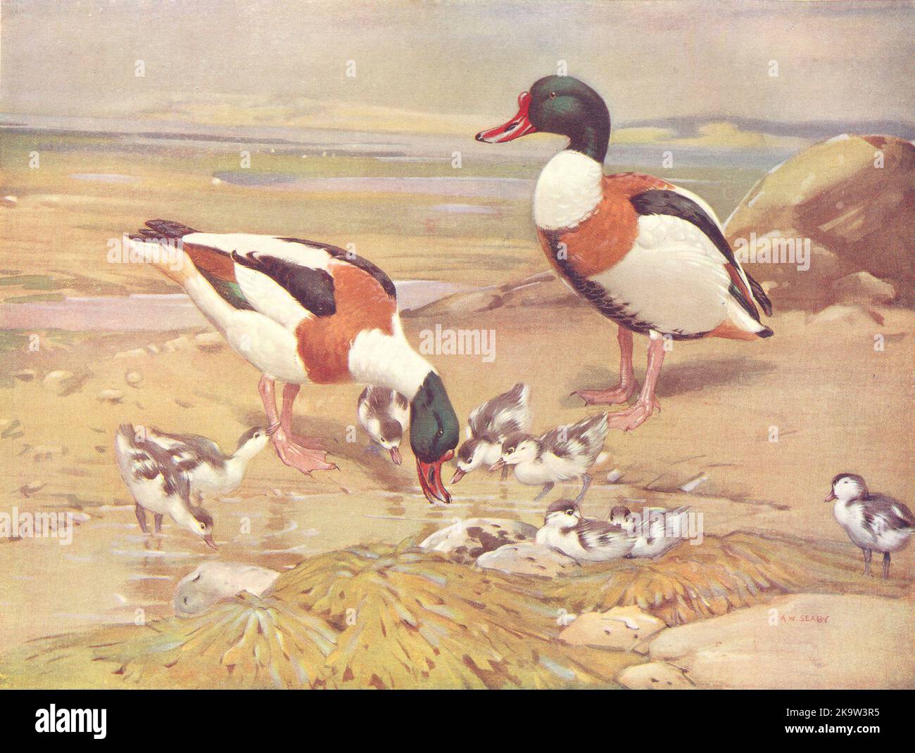 BIRDS. Wildfowl. Sheldrake (right) Shelduck and Ducklings 1924 old print Stock Photo