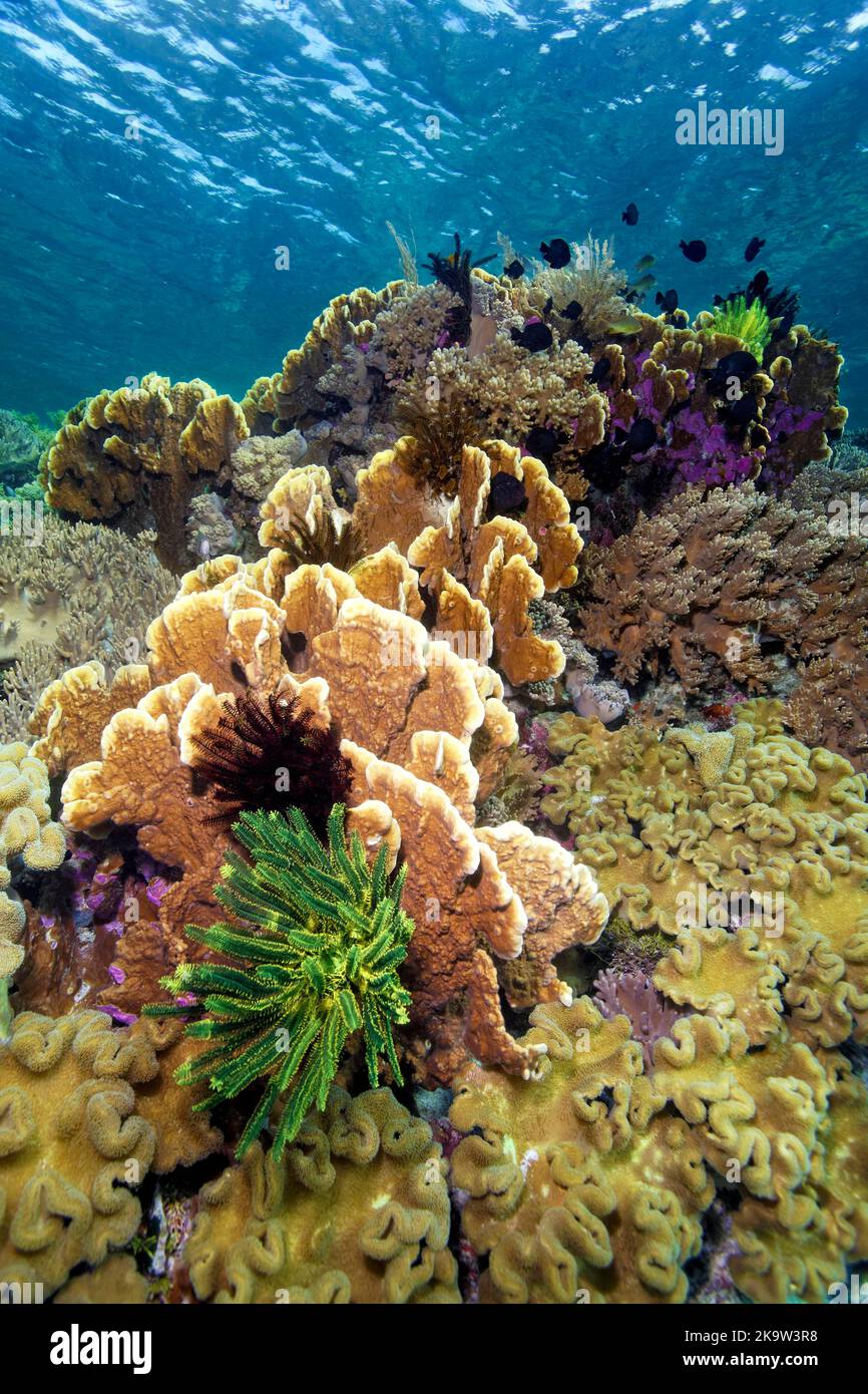 Intact coral reef with bennett's feather star (Oxycomanthus bennetti) and various soft corals and stony corals, in front leather coral (Sarcophyton) Stock Photo