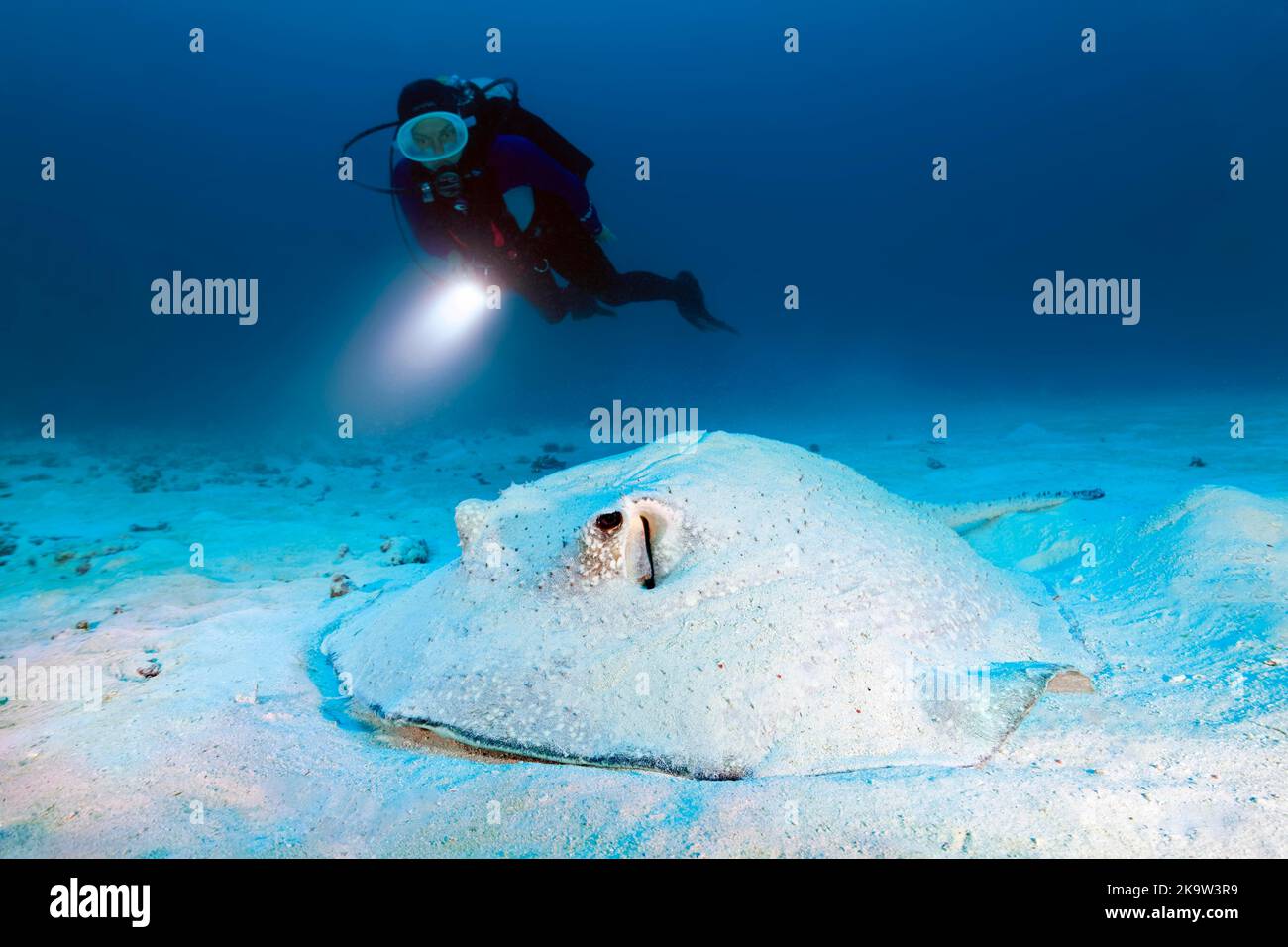 Diver with a torch observes hogfish (Urogymnus asperrimus) on sandy bottom, Pacific Ocean, Great Barrier Reef, Unesco World Heritage Site, Australia Stock Photo