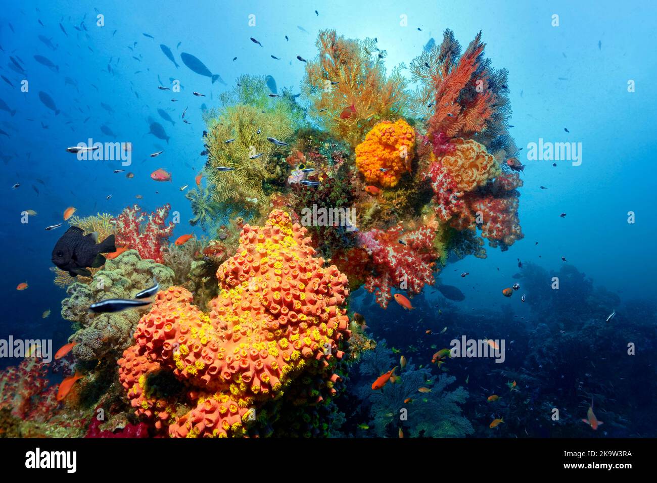 Multicoloured coral block rising on coral reef with various multicoloured floral animals, stony corals (Scleractinia), soft corals (Alcyonacea) and Stock Photo