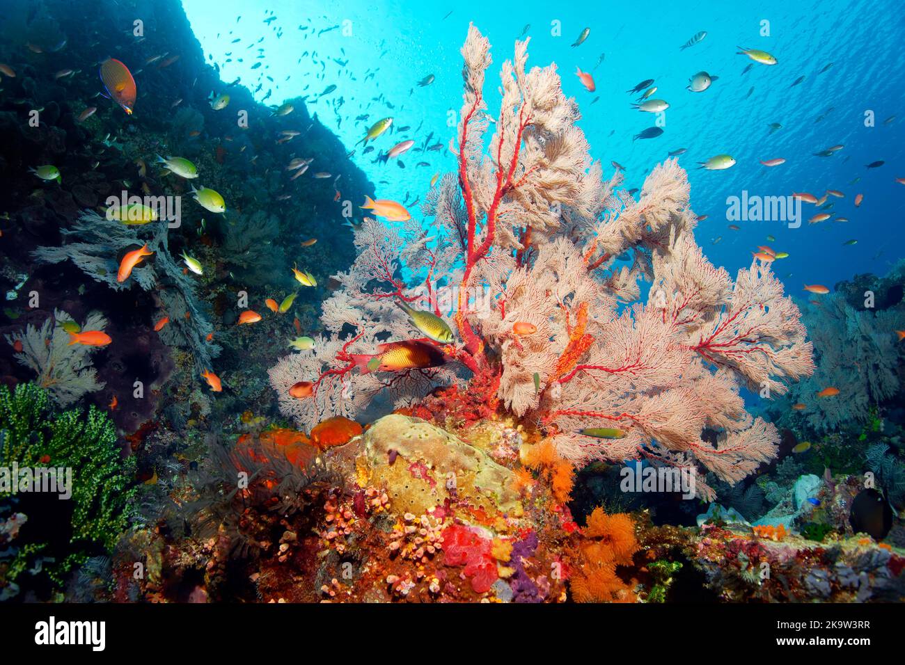 Reef slope in coral reef with various multicoloured soft corals (Alcyonacea), large Melithea gorgonian (Melithea sp.), stony corals (Scleractinia) Stock Photo