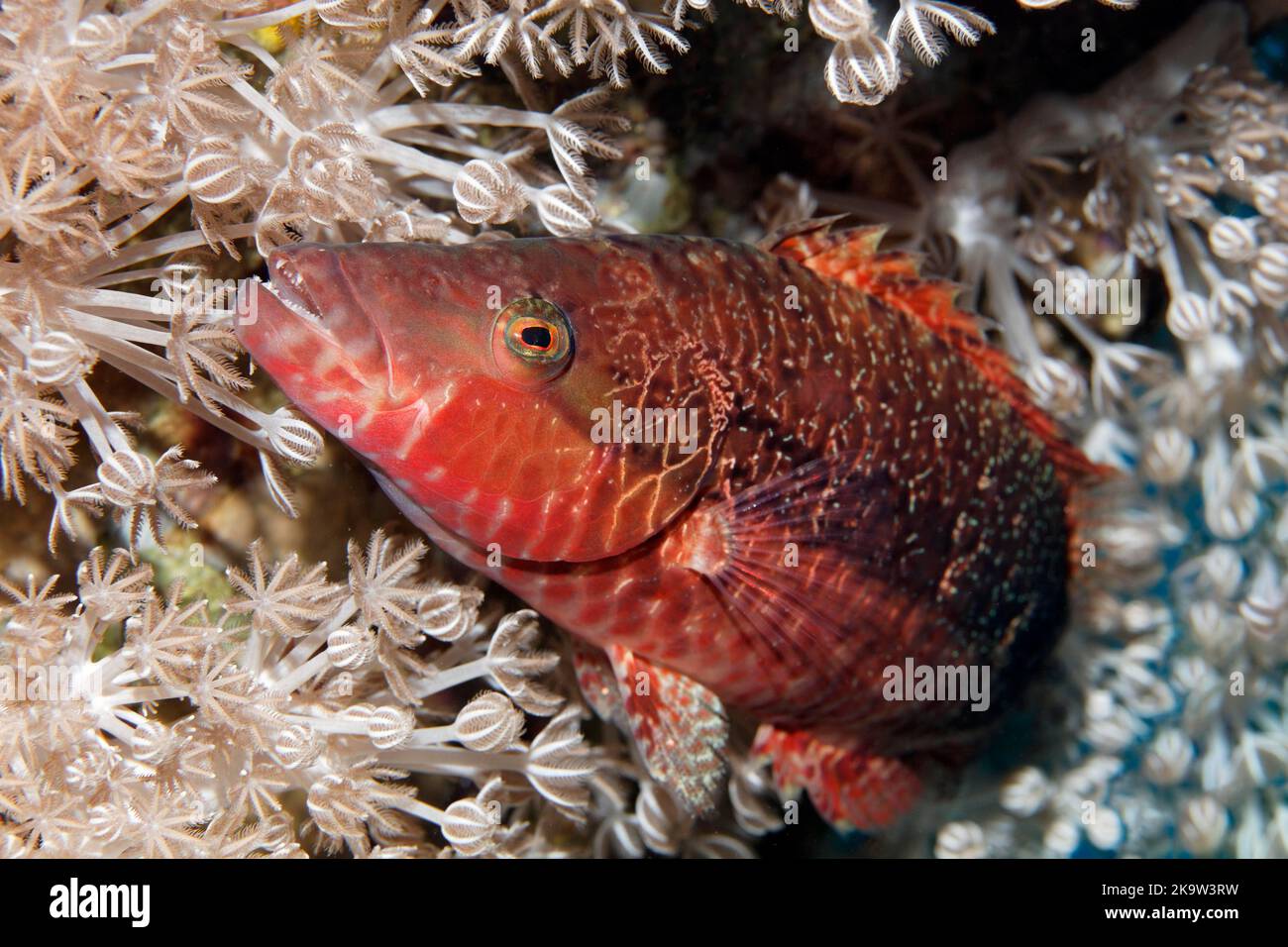 Cheek-lined wrasse (Oxycheilinus digramma) hiding in Xenia coral (Xenia sp.), Great Barrier Reef, Unesco World Heritage Site, Pacific Ocean, Australia Stock Photo