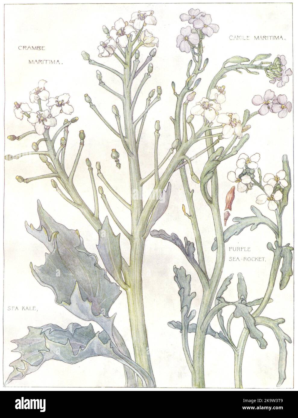 FLOWERS. Cabbage family. Cruciferae. Purple Sea-Rocket; Sea Kale 1907 print Stock Photo