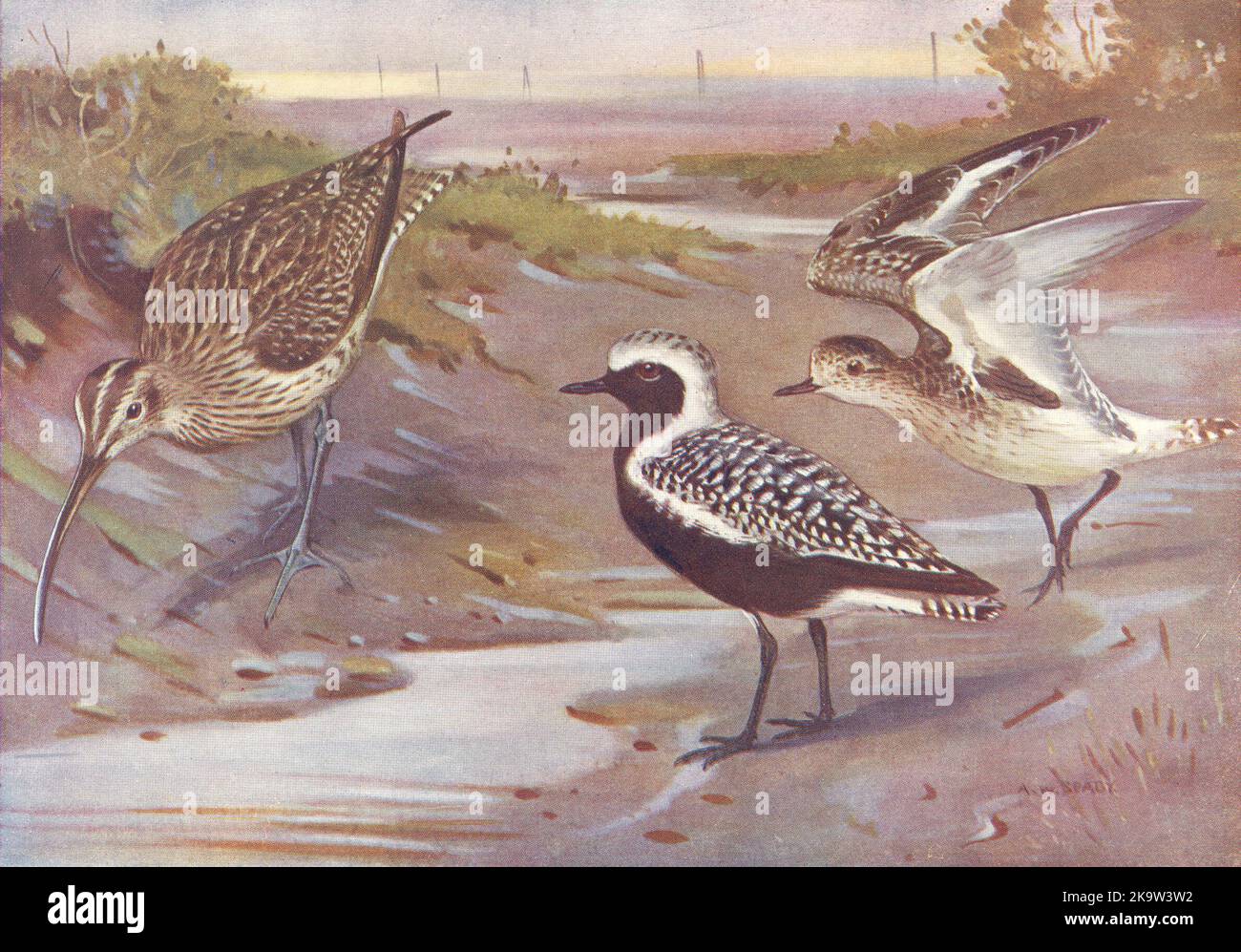 BIRDS.Plovers & Curlews.Right.Grey-plover, Adult & Immature Left.Whimbrel 1924 Stock Photo