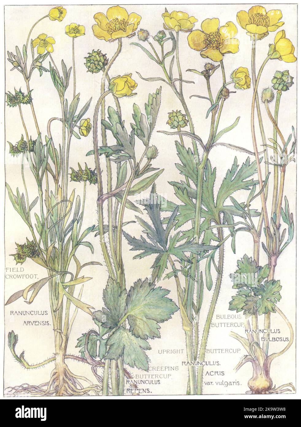 BUTTERCUPS. Ranunculaceae.Field Crowfoot;Bulbous,Upright,Creeping Buttercup 1907 Stock Photo