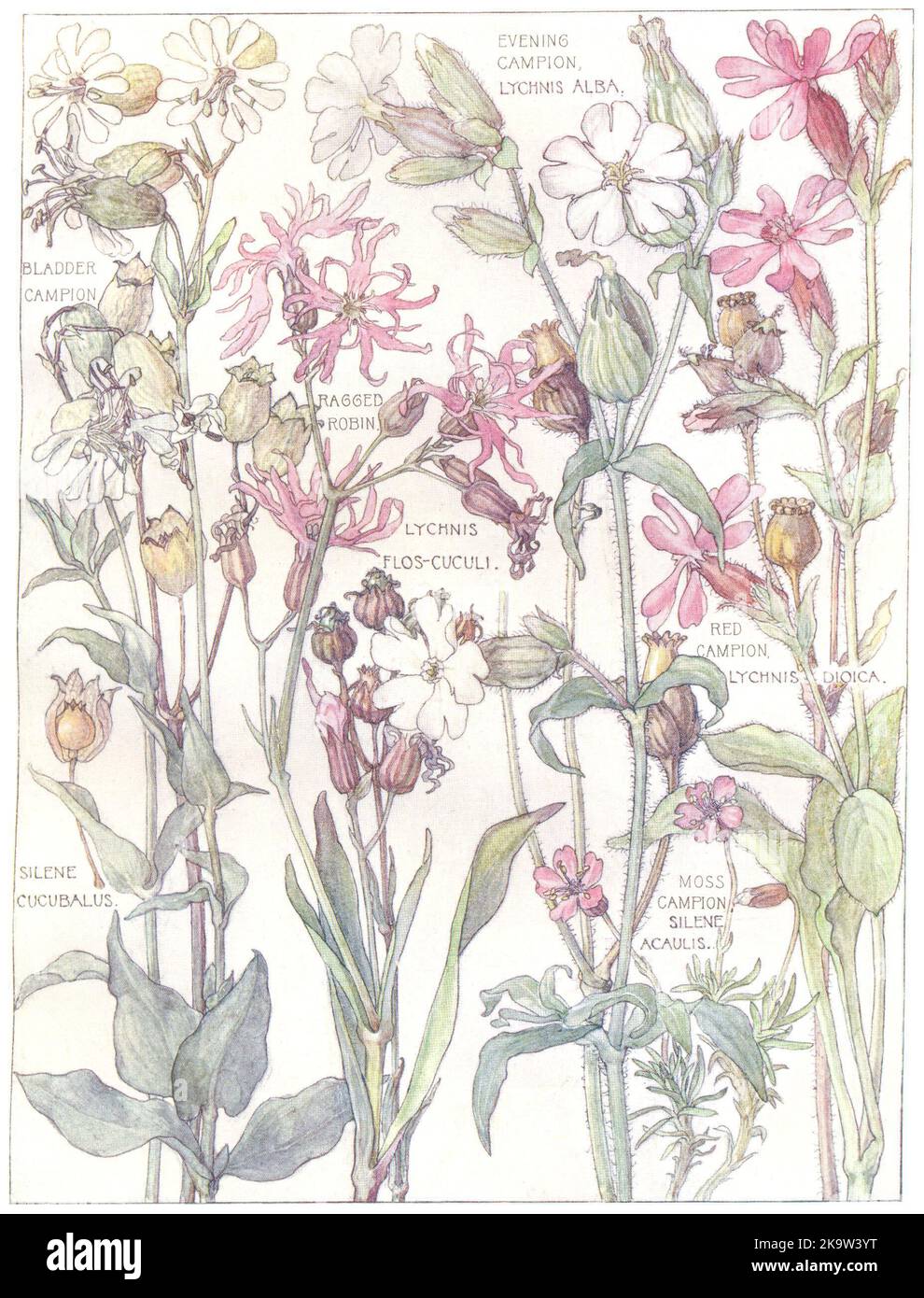 FLOWERS. Pink. Caryophylleae.Evening,Bladder,Red,Moss Campion;Ragged Robin  1907 Stock Photo