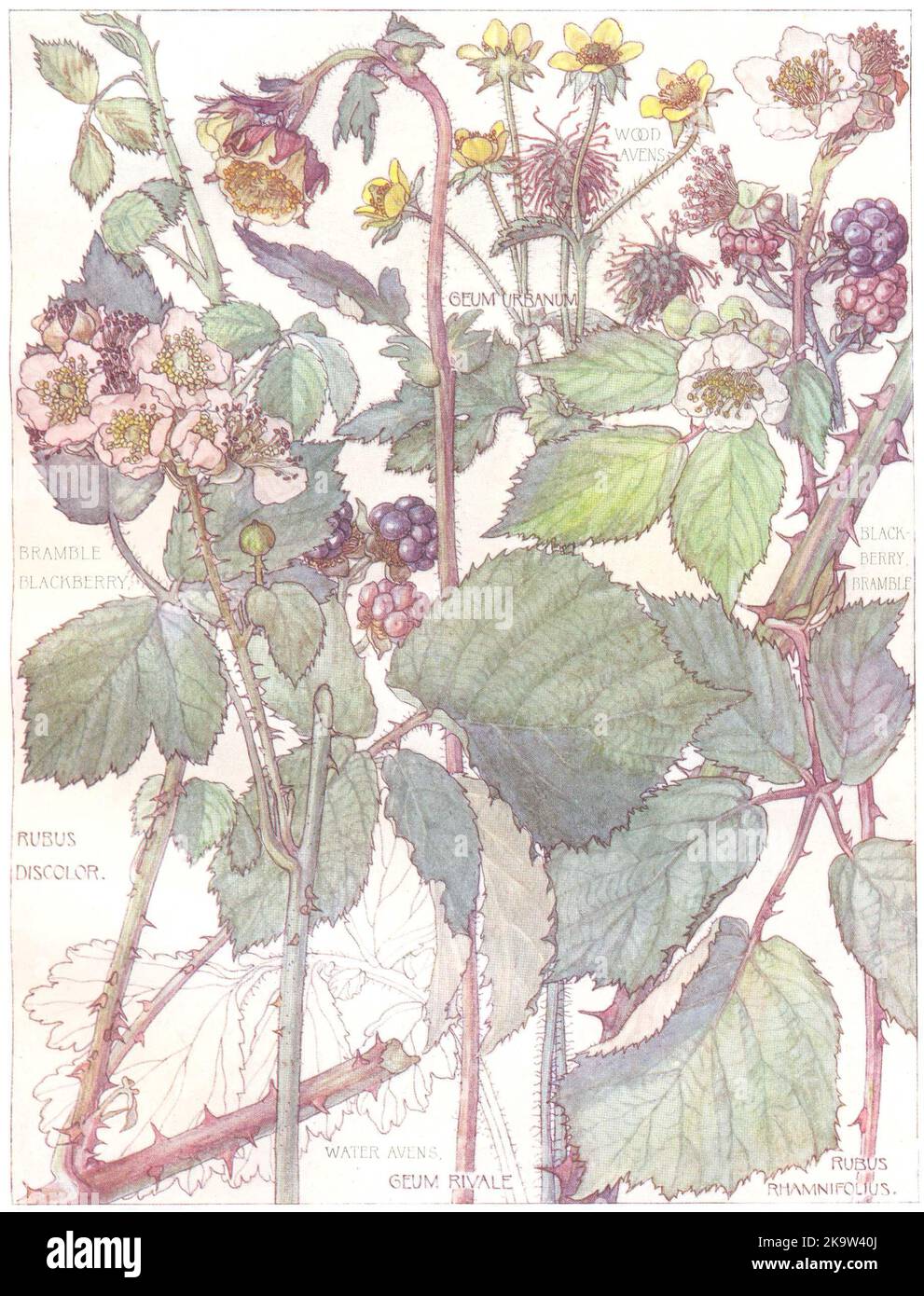 ROSES.Rosaceae.Wood, Water Avens;Bramble Blackberry;Black Berry Bramble ...