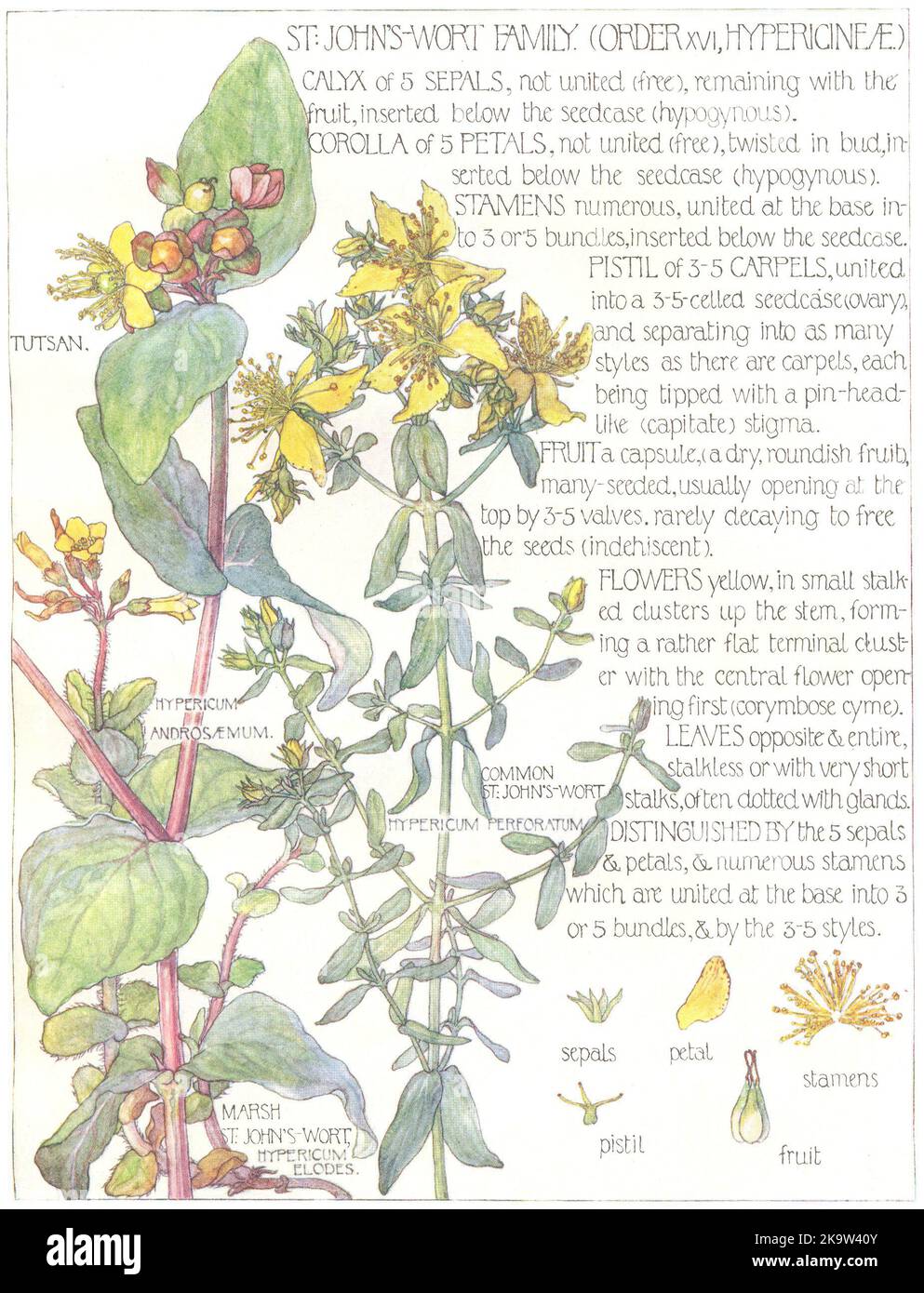 ST JOHN'S WORT. Hypericineae. Tutsan; Common, Marsh St.John's-Wort 1907 print Stock Photo