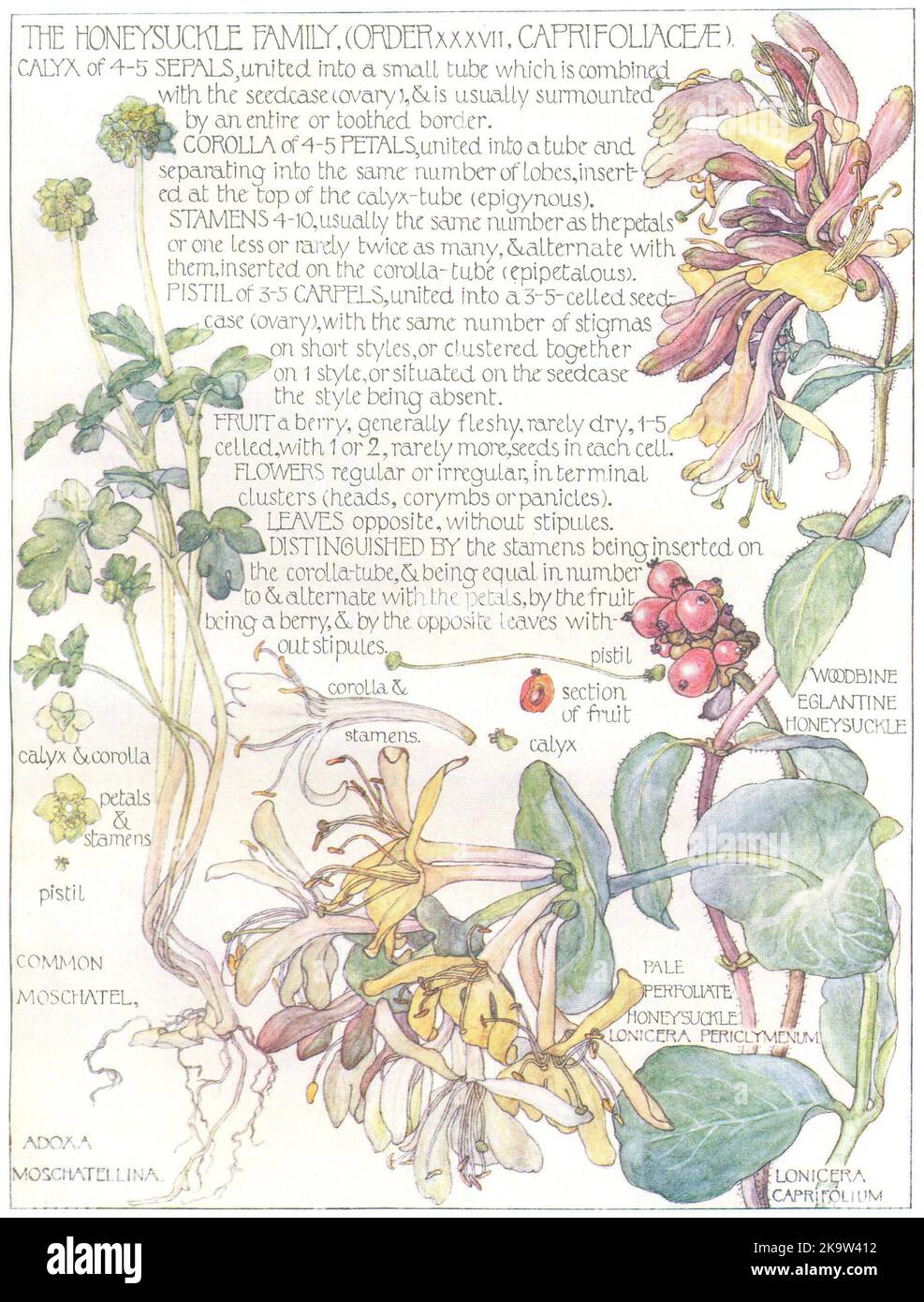 HONEYSUCKLE. Caprifoliaceae.Pale Perfoliate, Woodbine Eglantine Honeysuckle 1907 Stock Photo