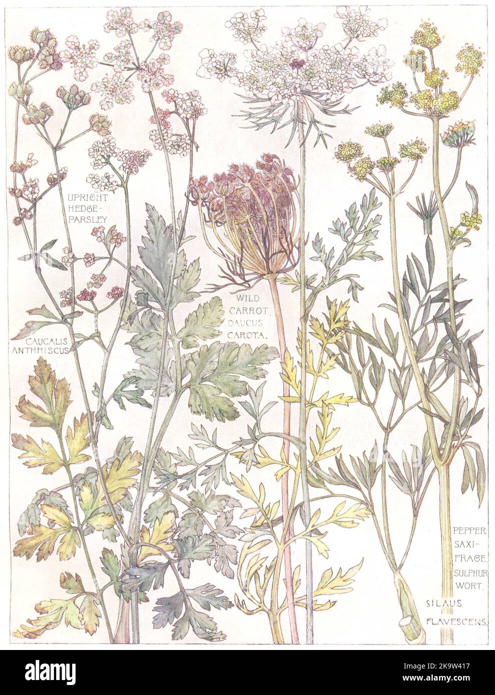 PARSLEY.Upright Hedge-P;Wild Carrot Daucus;Pepper Saxi-Frage Sulphur Wort 1907 Stock Photo