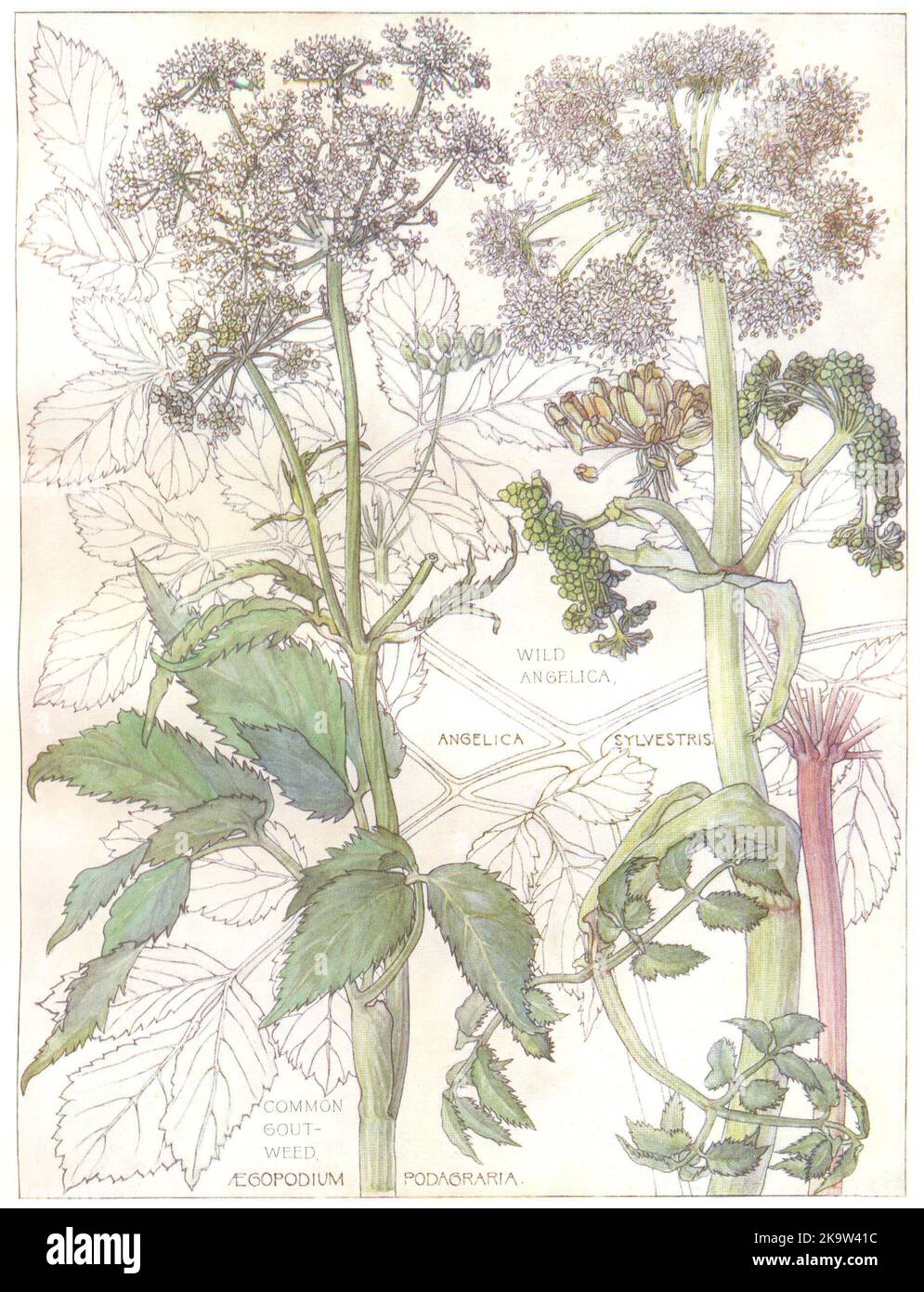 FLOWERS. parsley family. Umbelliferae. Wild Angelica; Common Gout-Weed 1907 Stock Photo