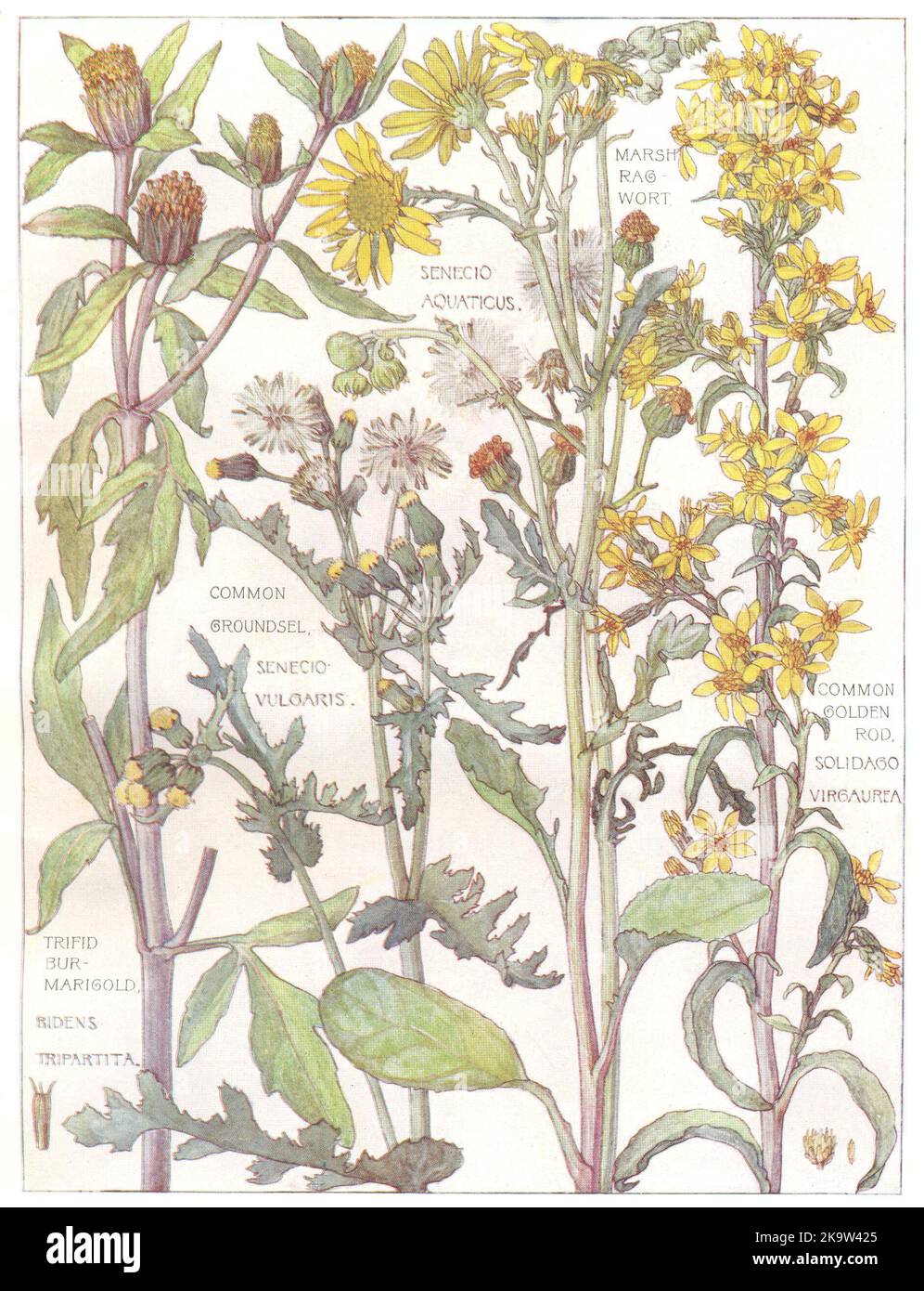 DAISIES. Compositae.Marsh Ragwort;Groundsel;Golden Rod;Trifid Bur Marigold 1907 Stock Photo