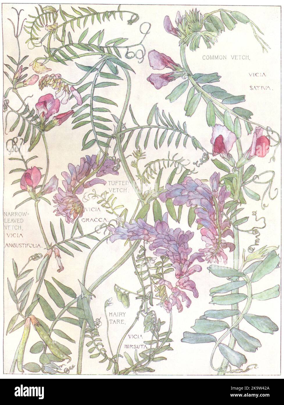 FLOWERS. Pea. Leguminosae. Common, Tufted, Narrow Leaved Vetch; Hairy Tare 1907 Stock Photo