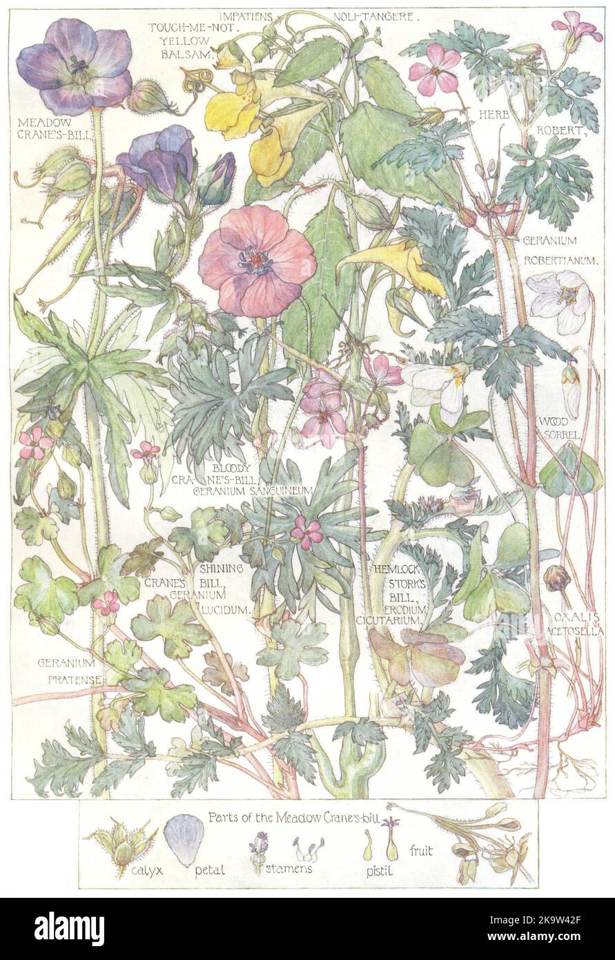 CRANE'S BILL. Meadow Bloody Shining;Touch-me-not Yellow Balsam;Stork's Bill 1907 Stock Photo