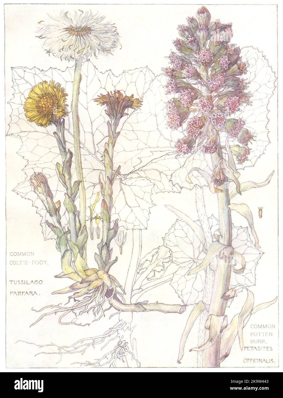 FLOWERS. Daisy family. Compositae. Common Colt's-Foot; Common Butter-Burr 1907 Stock Photo