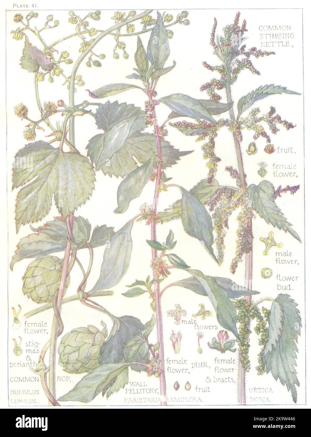 NETTLES. Urticaceae. Common Stinging Nettle; Common Hop; Wall Pellitory 1907 Stock Photo