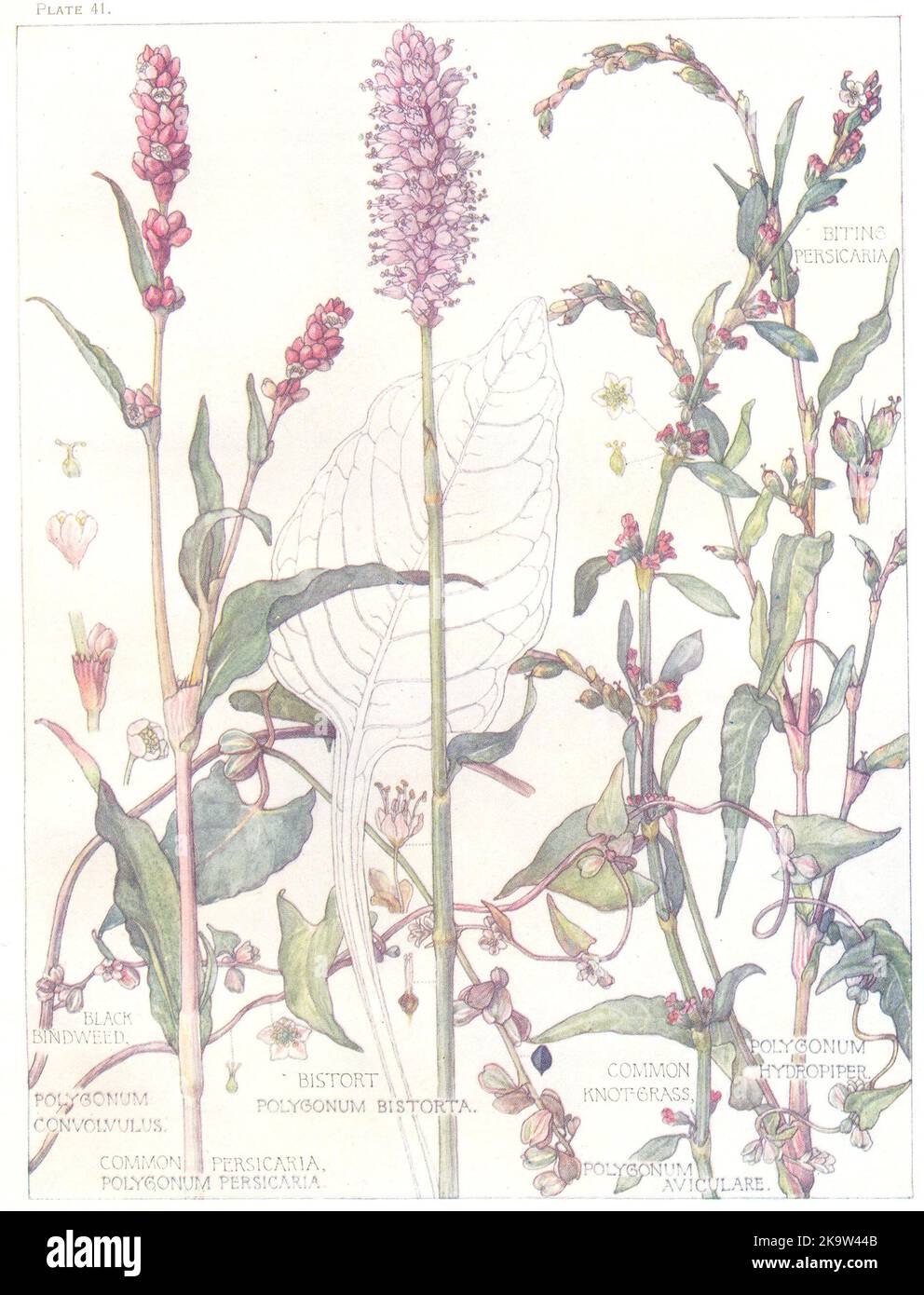 FLOWERS. Persicaria. Polygonaceae. Black Bindweed; Common Knot-Grass 1907 Stock Photo