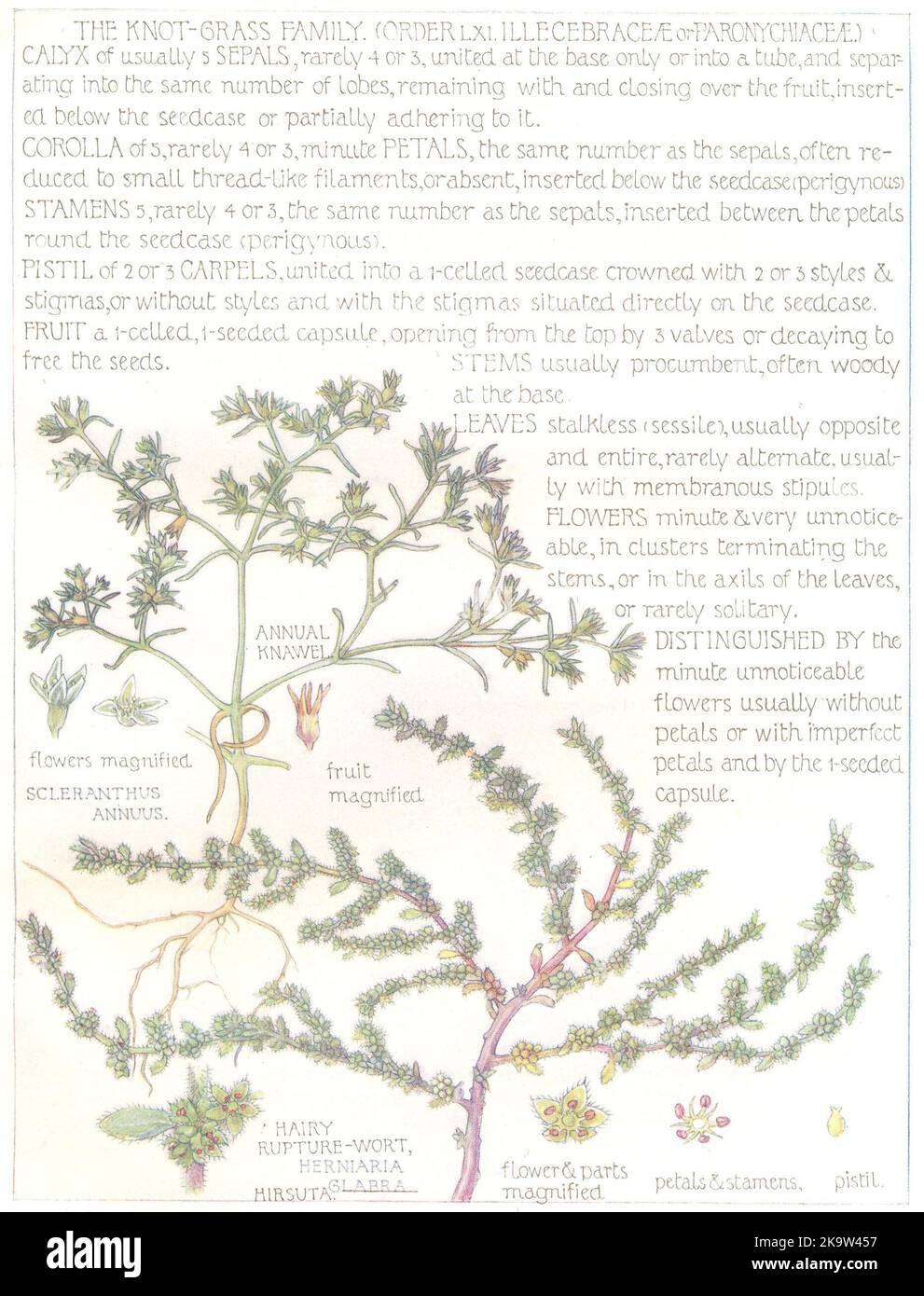 KNOT-GRASS. Illecebraceae Paronychiaceae. Annual Knawel; Hairy Rupture-Wort 1907 Stock Photo