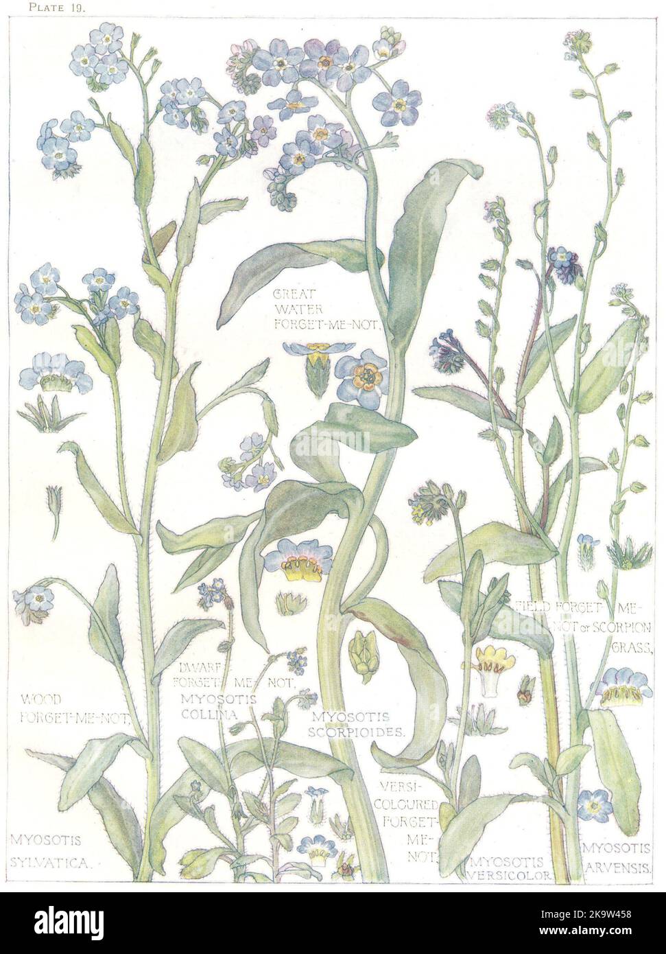 FORGET-ME-NOTS. Great-Water Wood Dwarf Field Versicoloured; Scorpian Grass 1907 Stock Photo