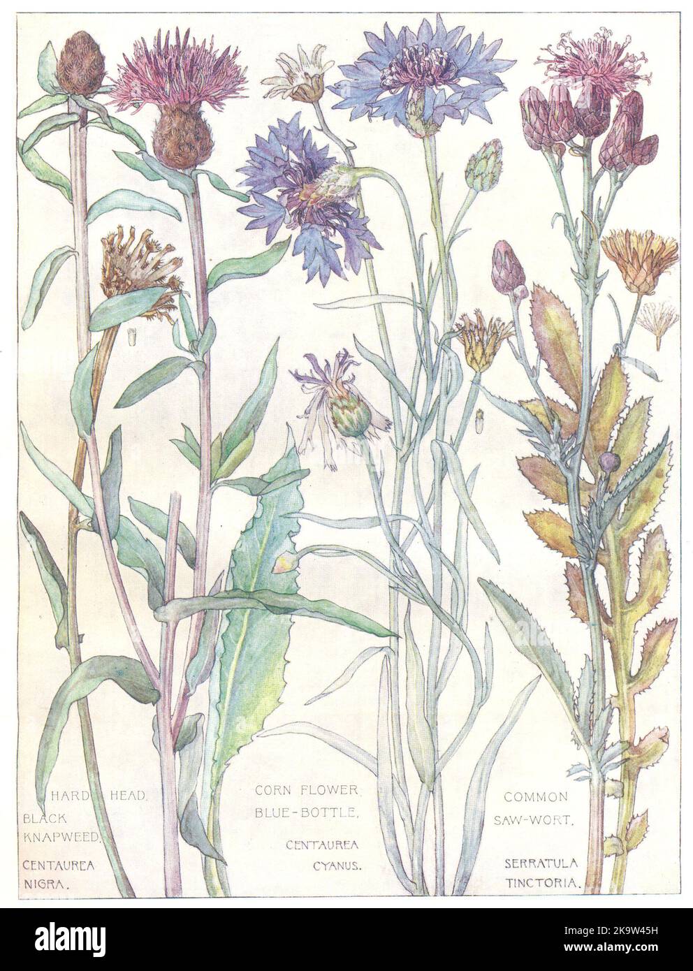 DAISIES.Compositae.HardHead Black Knapweed;Corn Flower Blue-Bottle;Saw-Wort 1907 Stock Photo