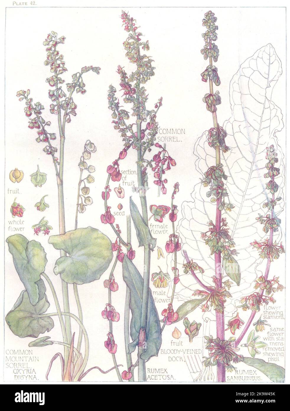 PERSICARIA. Polygonaceae. Common, Mountain Sorrel; Bloody-Veined Dock 1907 Stock Photo
