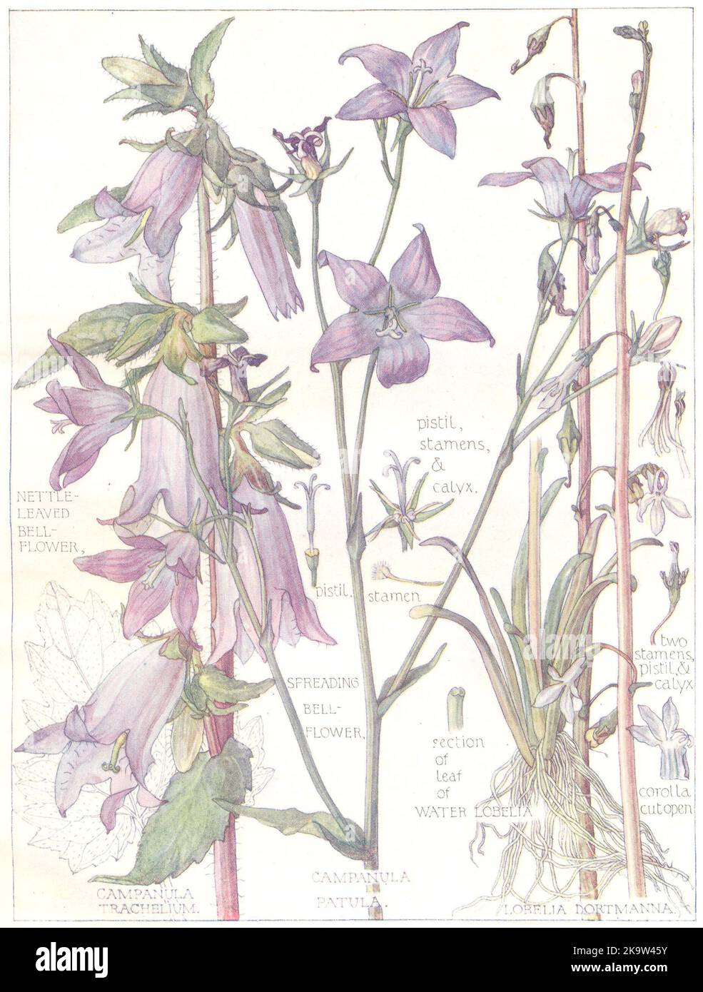 BELL-FLOWER.Campanulaceae.Nettle-Leaved,Spreading Bell-Flower;Water Lobelia 1907 Stock Photo