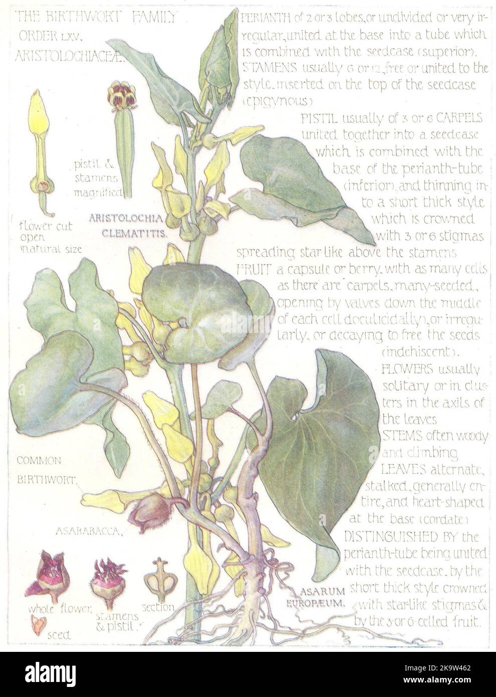 FLOWERS. Birthwort Family. Aristolochiaceae. Common Birthworth 1907 old print Stock Photo