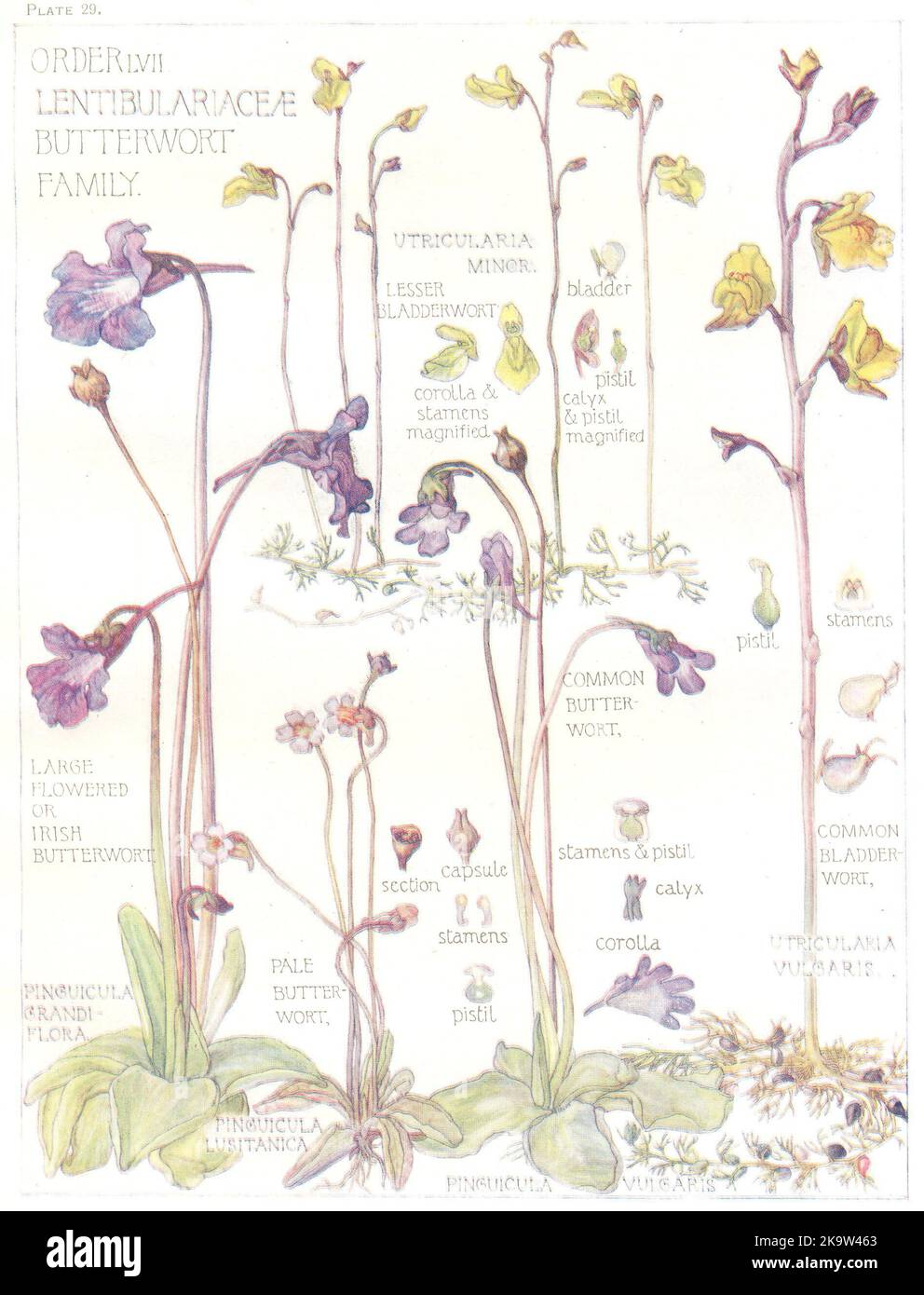 BUTTERWORT. Lesser; Large Flowered Irish; Common; Pale; Bladderwort 1907 print Stock Photo