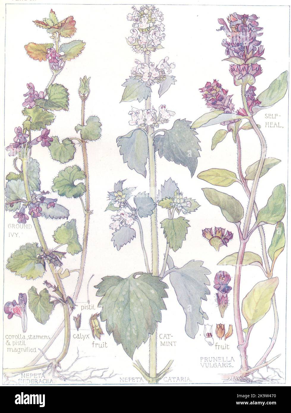FLOWERS. Dead-Nettle Family. Labiatae. Self-heal; Ground Ivy; Catmint ...