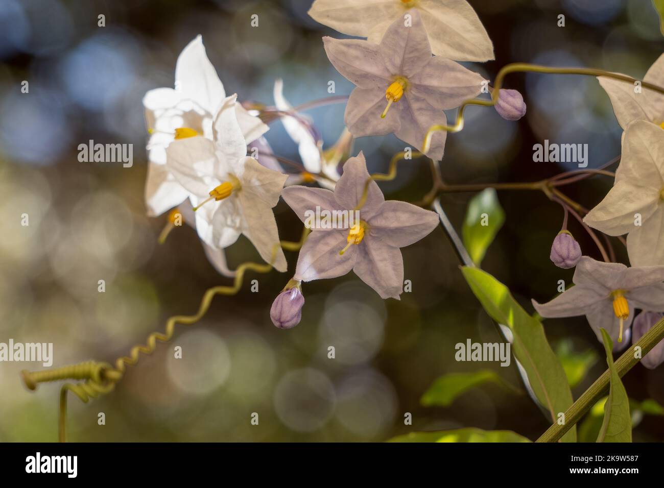 close-up of Album white potato vine flowers in bloom (solanum laxum album) Stock Photo