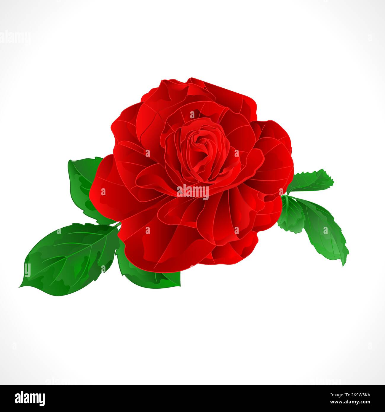 Rose red and leaves on a white background vintage vector botanical ...