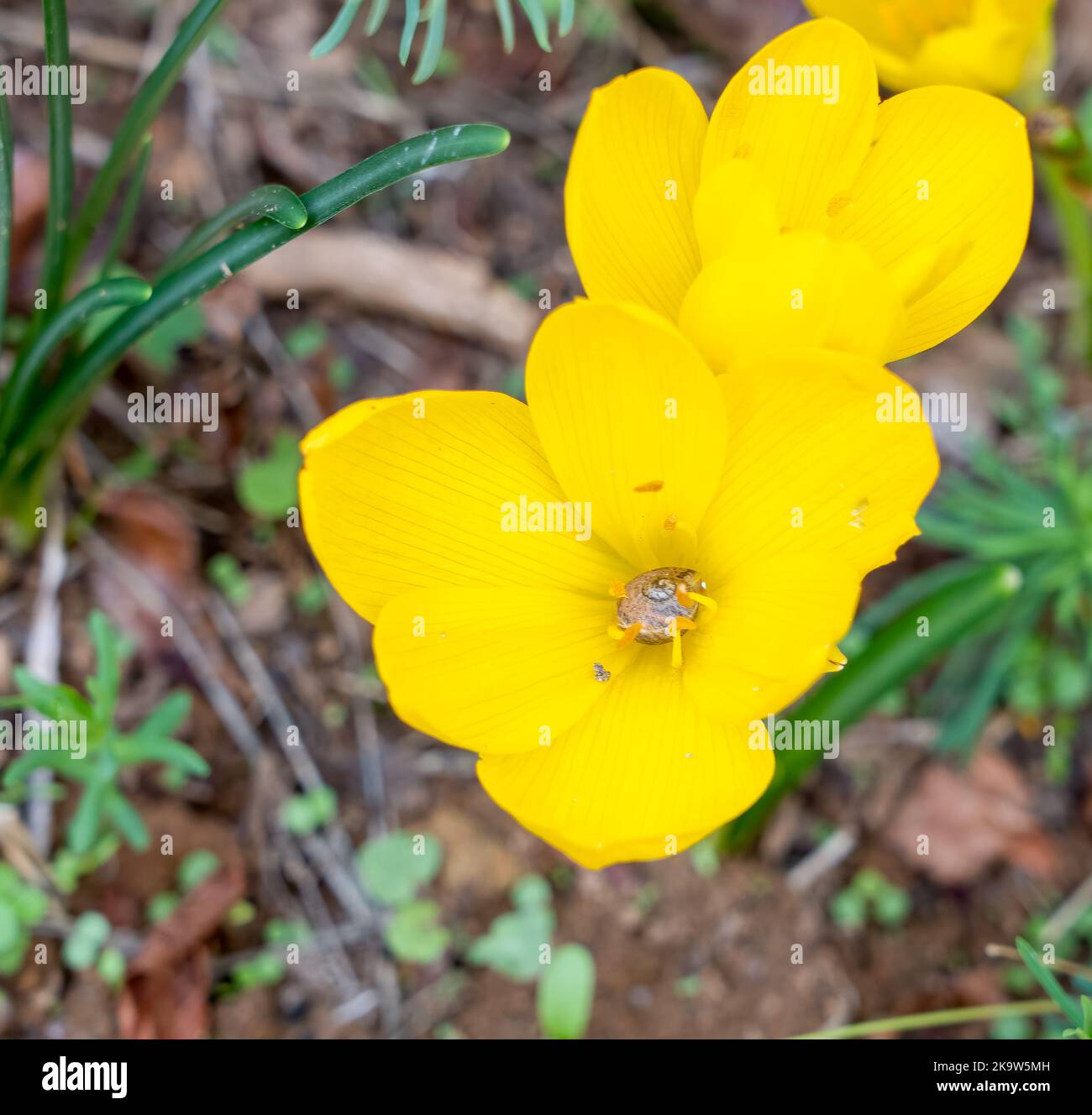 close-up of bright yellow autumn bloom Sternbergia lutea daffodil with a snail in the middle of the flower Stock Photo