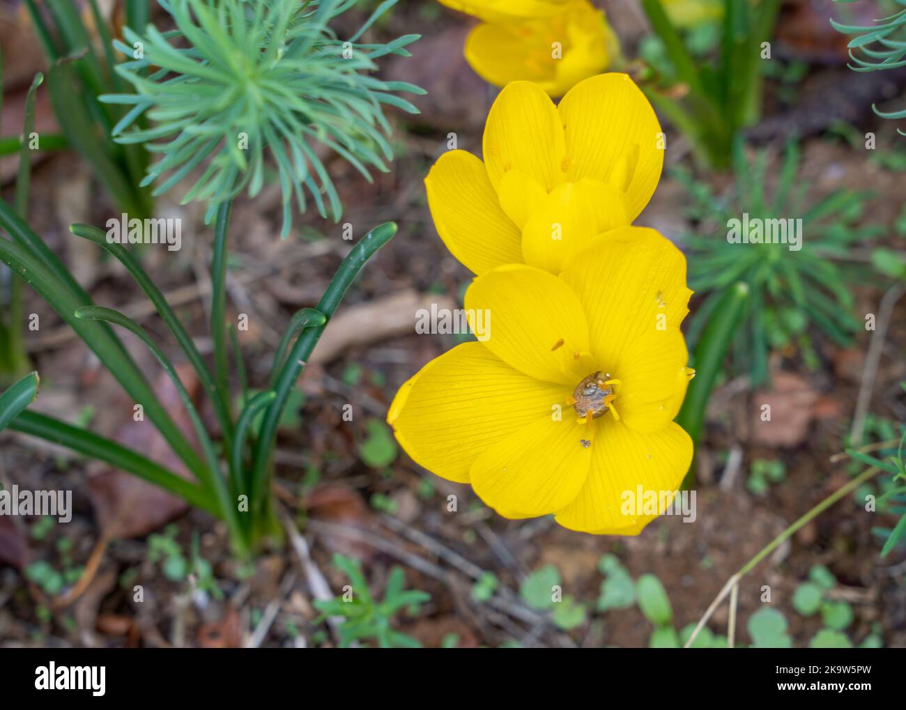 close-up of bright yellow autumn bloom Sternbergia lutea daffodil with a snail in the middle of the flower Stock Photo