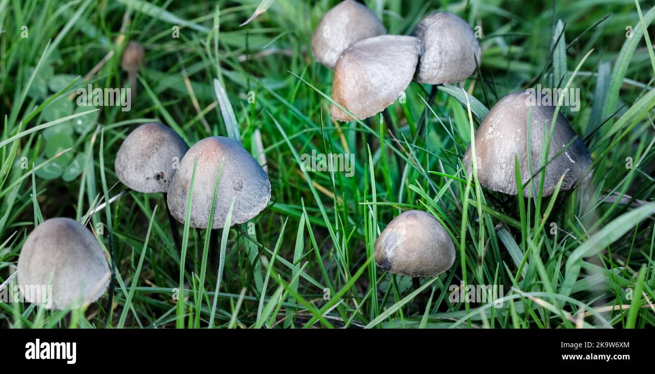 a sproutness troop of wild bell mushrooms growing in grassland