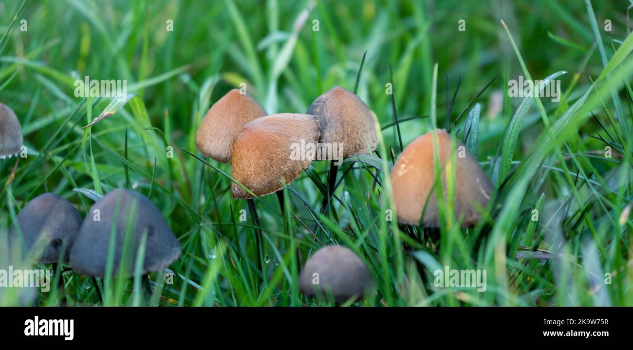 a sproutness troop of wild bell mushrooms growing in grassland